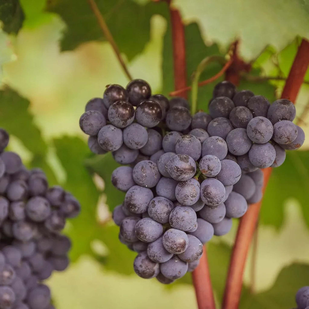 Pio Cesare Barolo Pio D.O.C.G. 2021