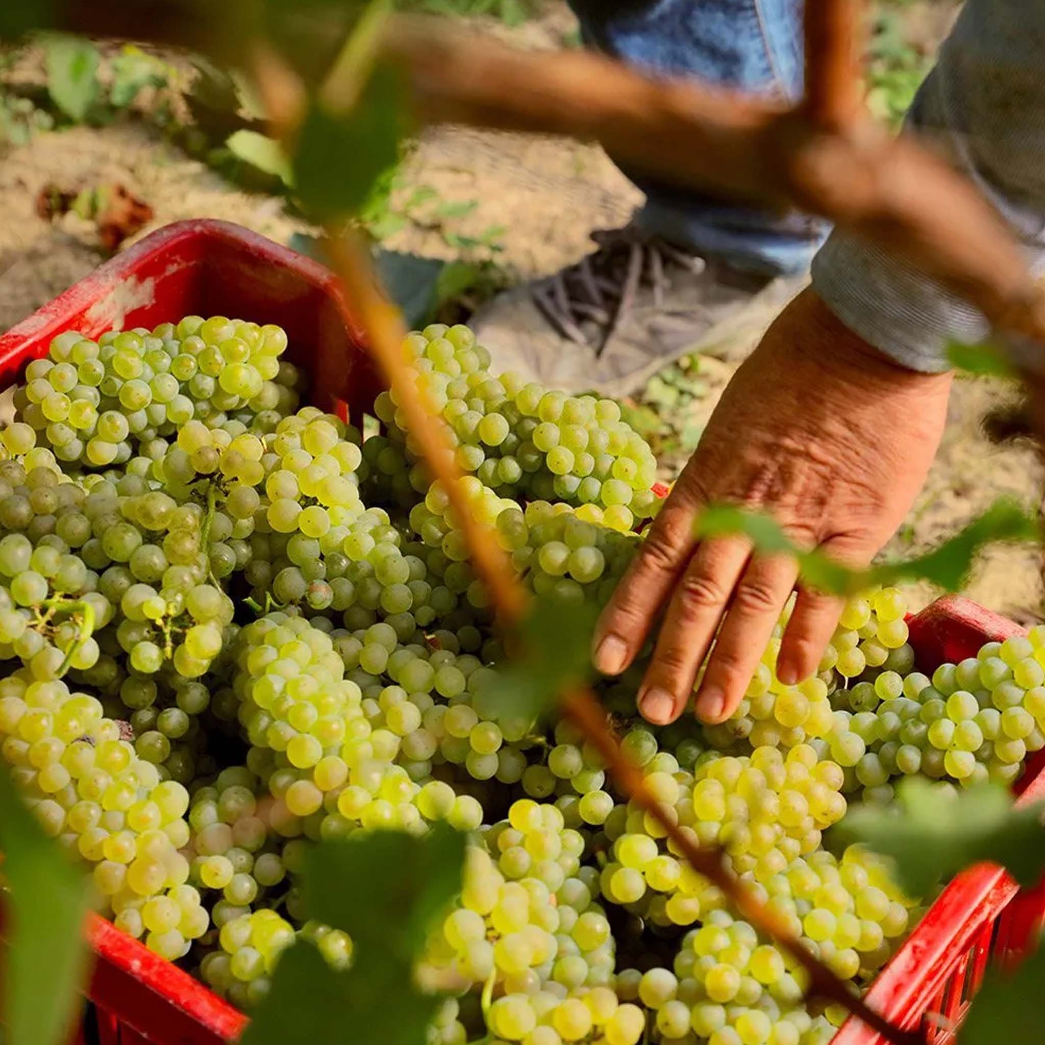 Pio Cesare Piodilei Langhe Chardonnay D.O.C. 2023