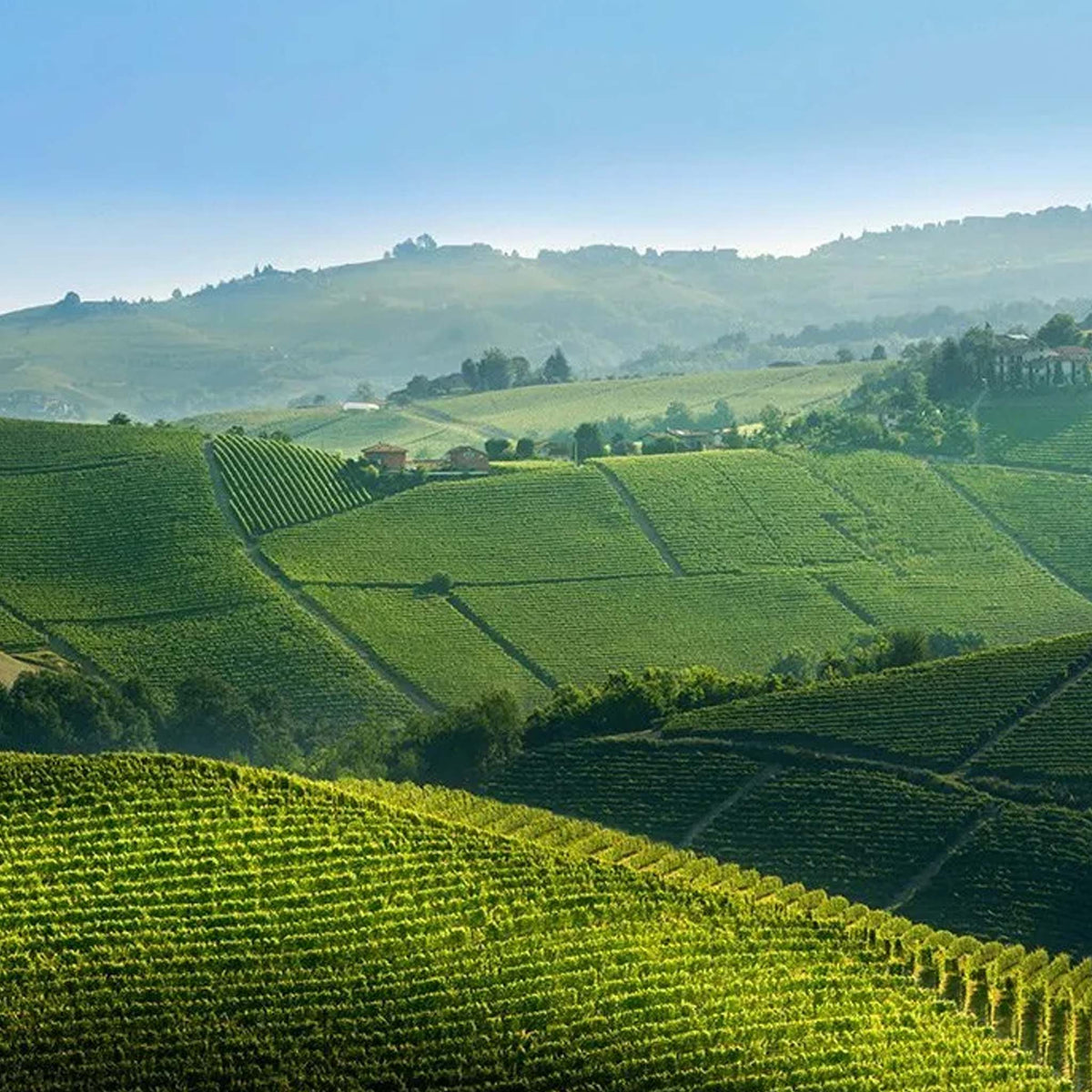 Pio Cesare Barolo Pio D.O.C.G. 2021