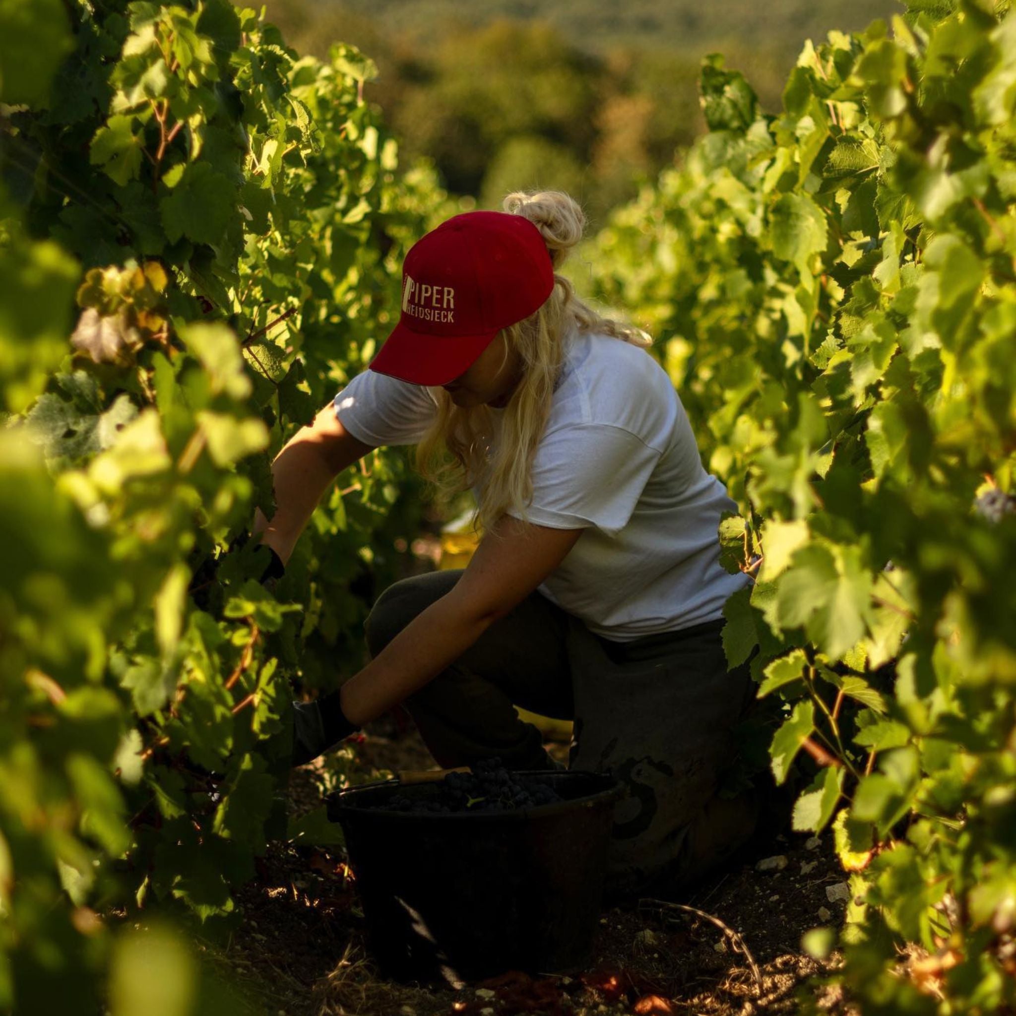 Mumm Cordon Rouge + Piper-Heidsieck Brut — Champagne Bundle