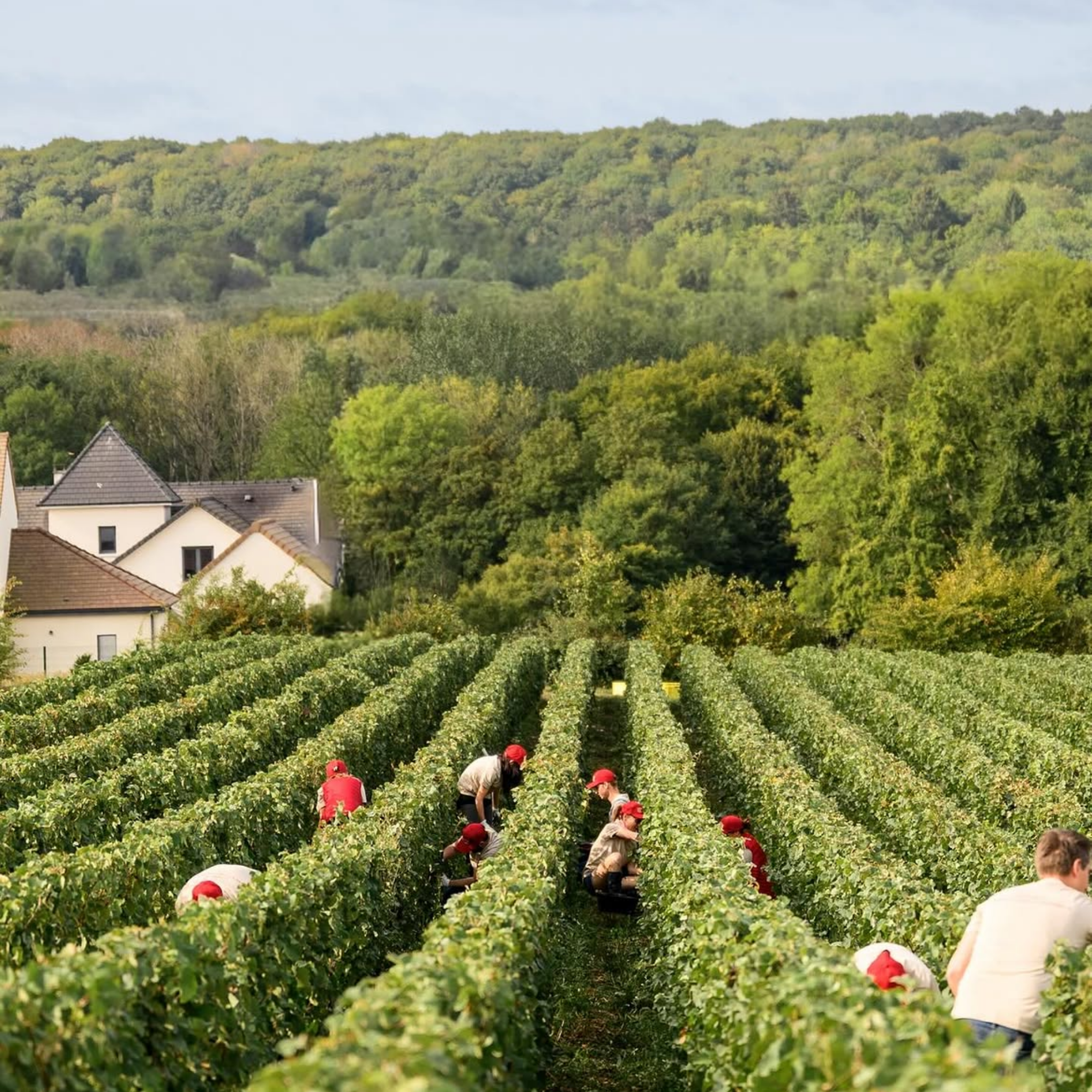 Piper-Heidsieck Essentiel Blanc de Blancs (Gift Boxed)