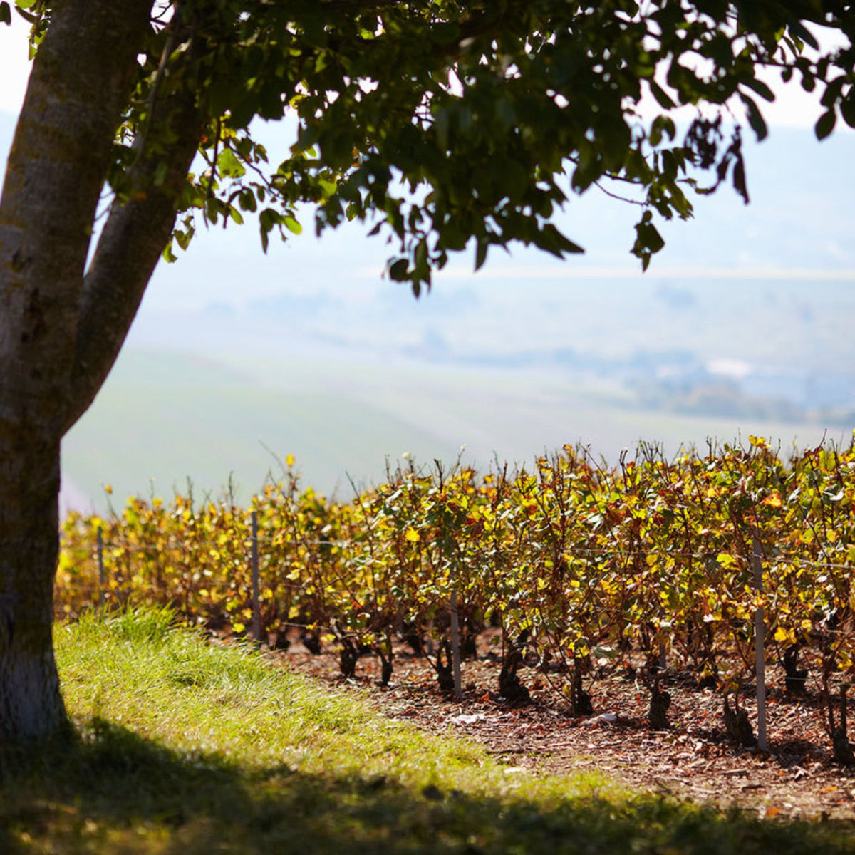 Pol Roger Brut Rosé Vintage 2019