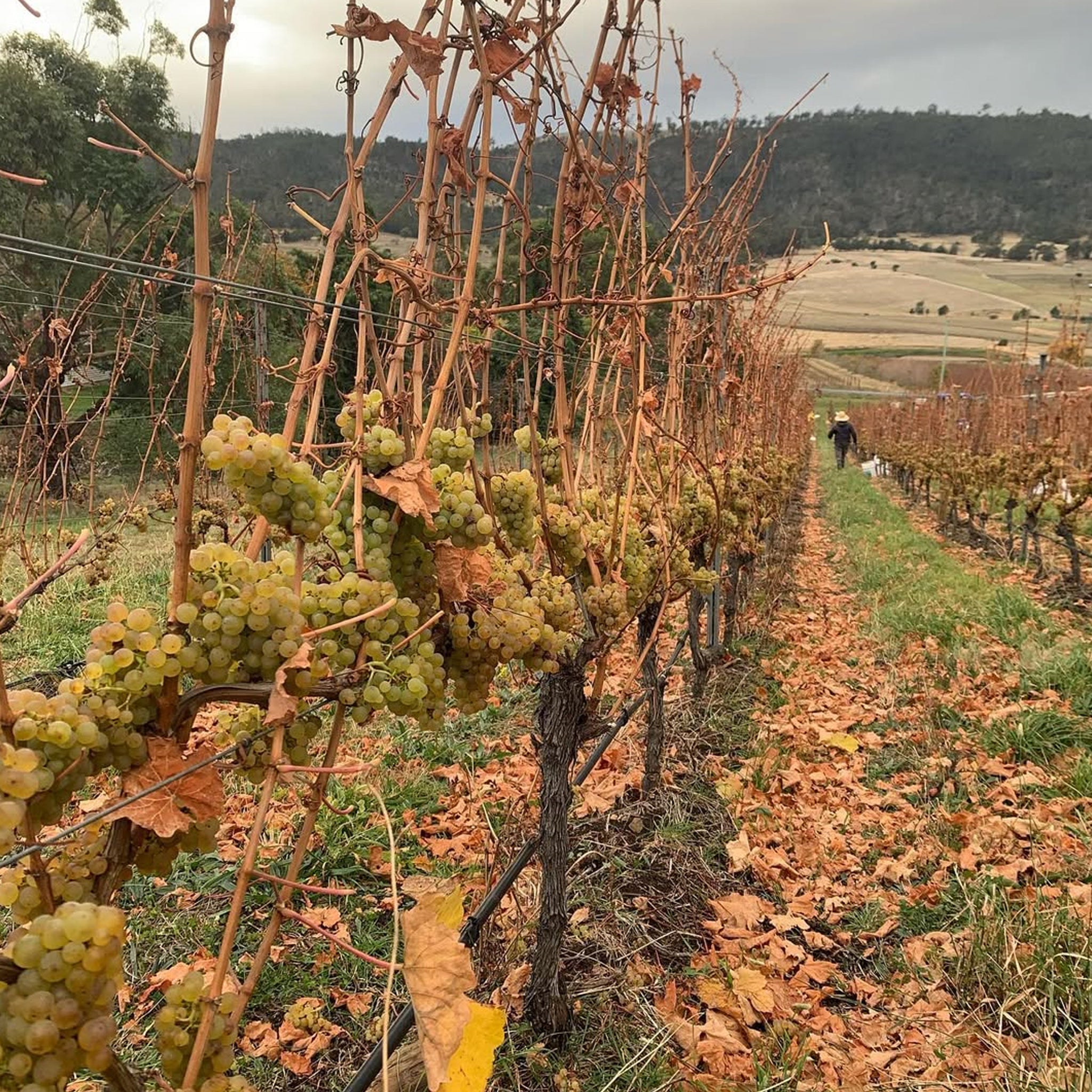 Pressing Matters Chardonnay 2022