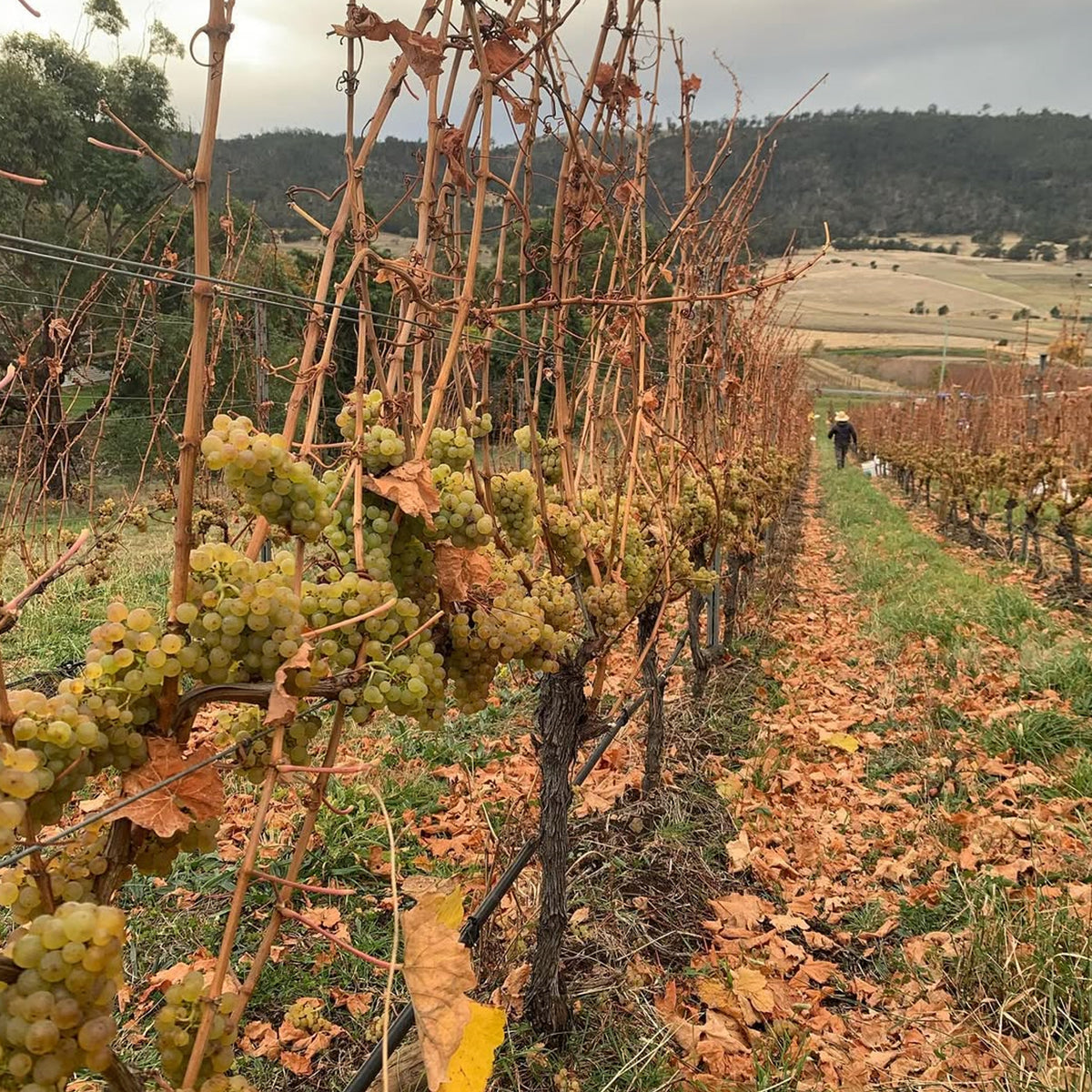Pressing Matters R0 Riesling 2022