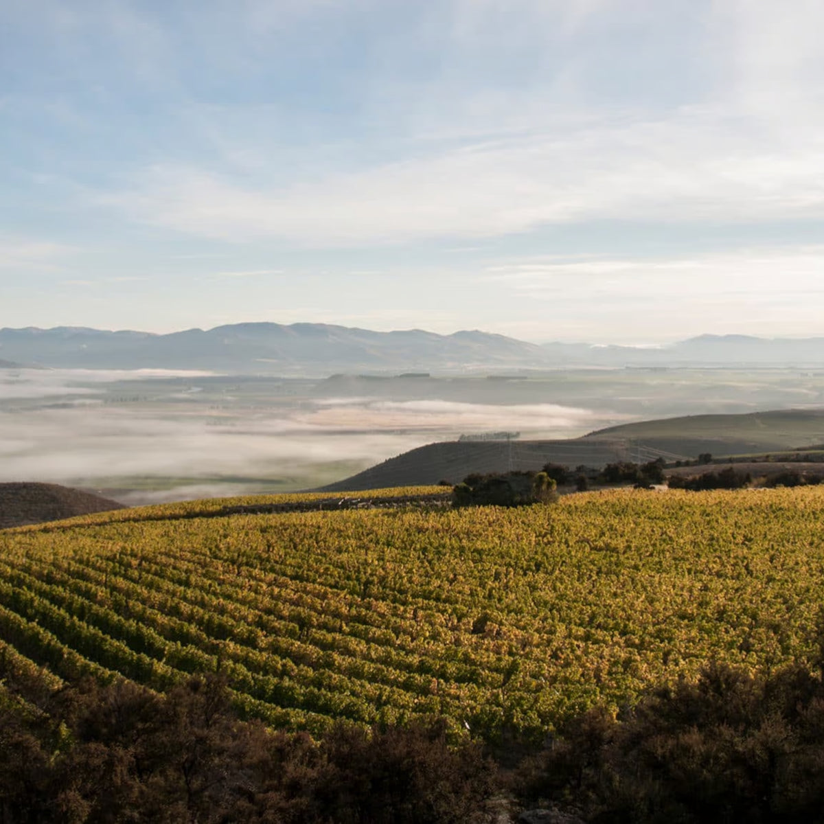 Prophet's Rock Cuvee Aux Antipodes Pinot Noir 2022