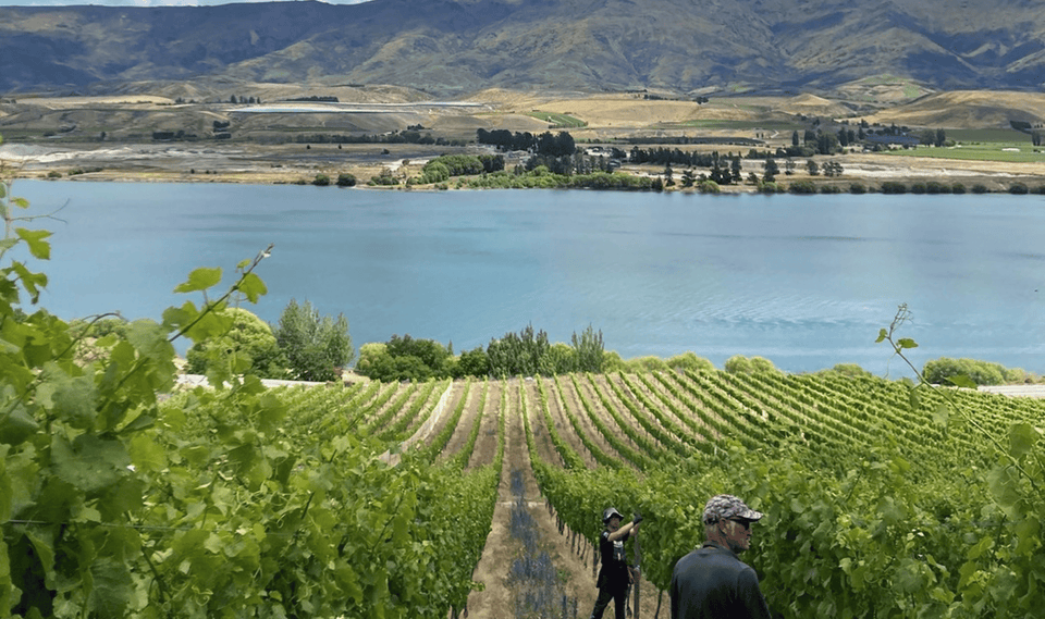 The Vineyards brand story