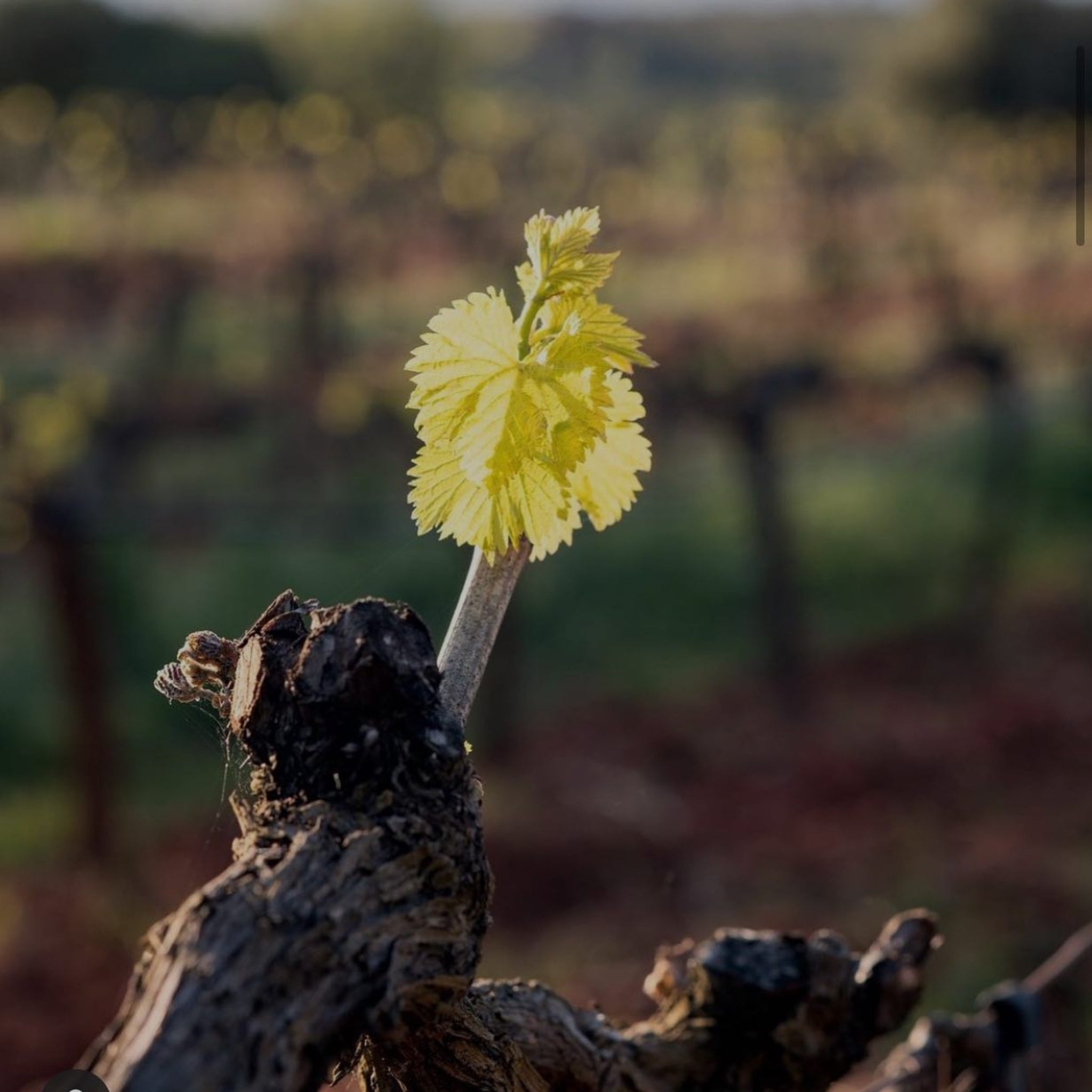 Philosophy | Rameau d'OR