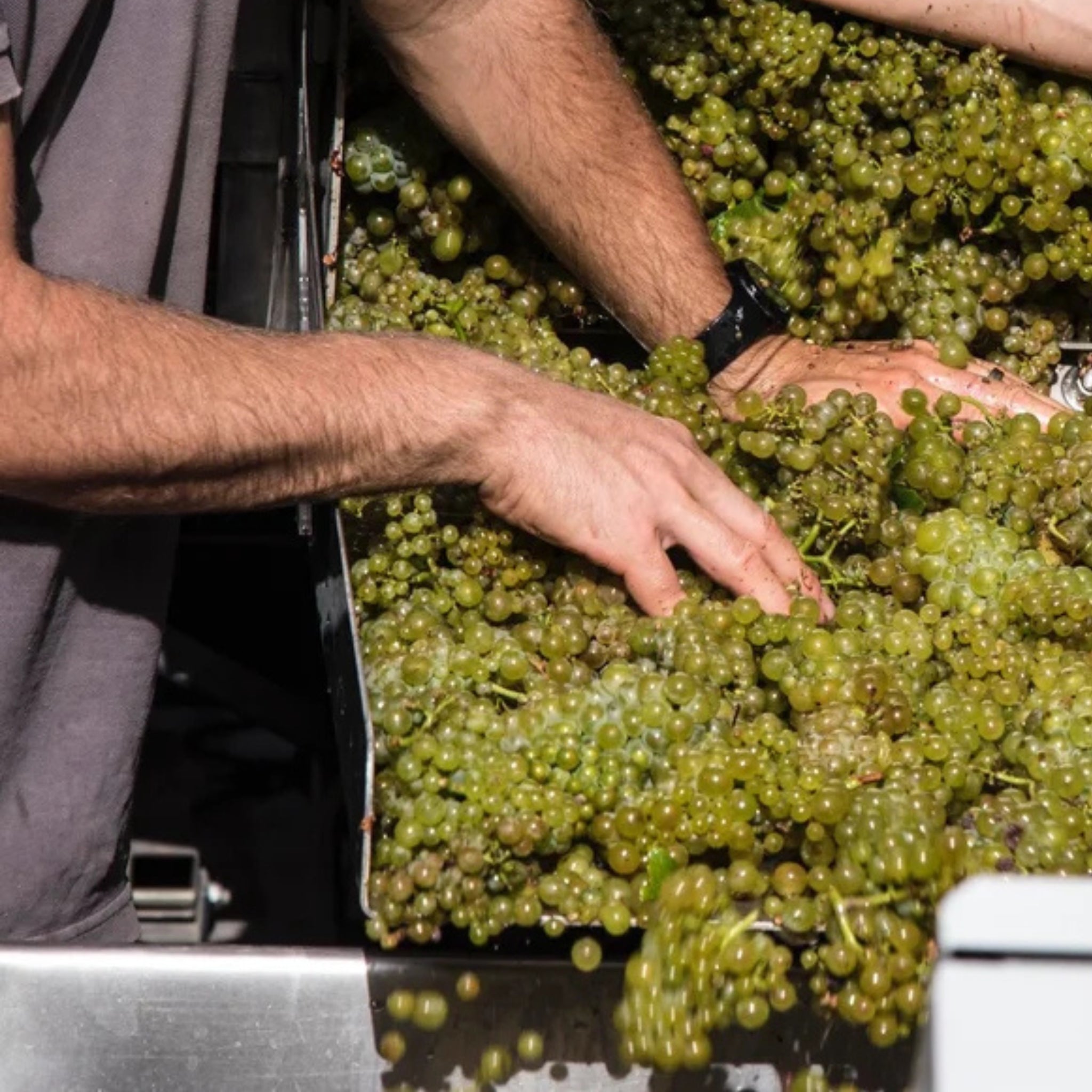 Domaine Francois Raveneau Les Clos Premier Cru Chablis 2023