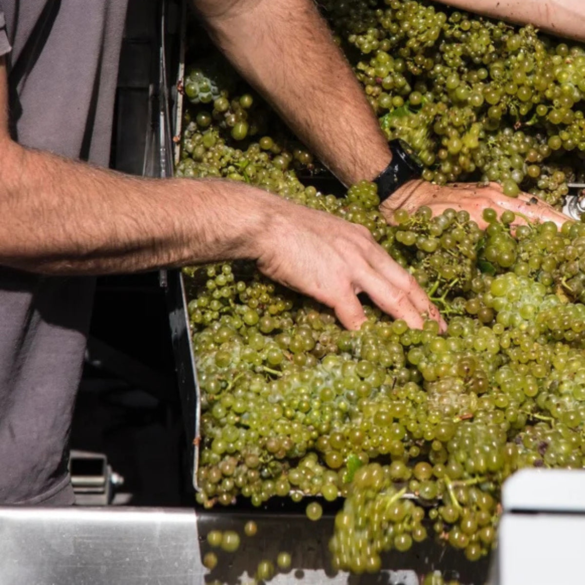 Domaine Francois Raveneau Les Clos Premier Cru Chablis 2023