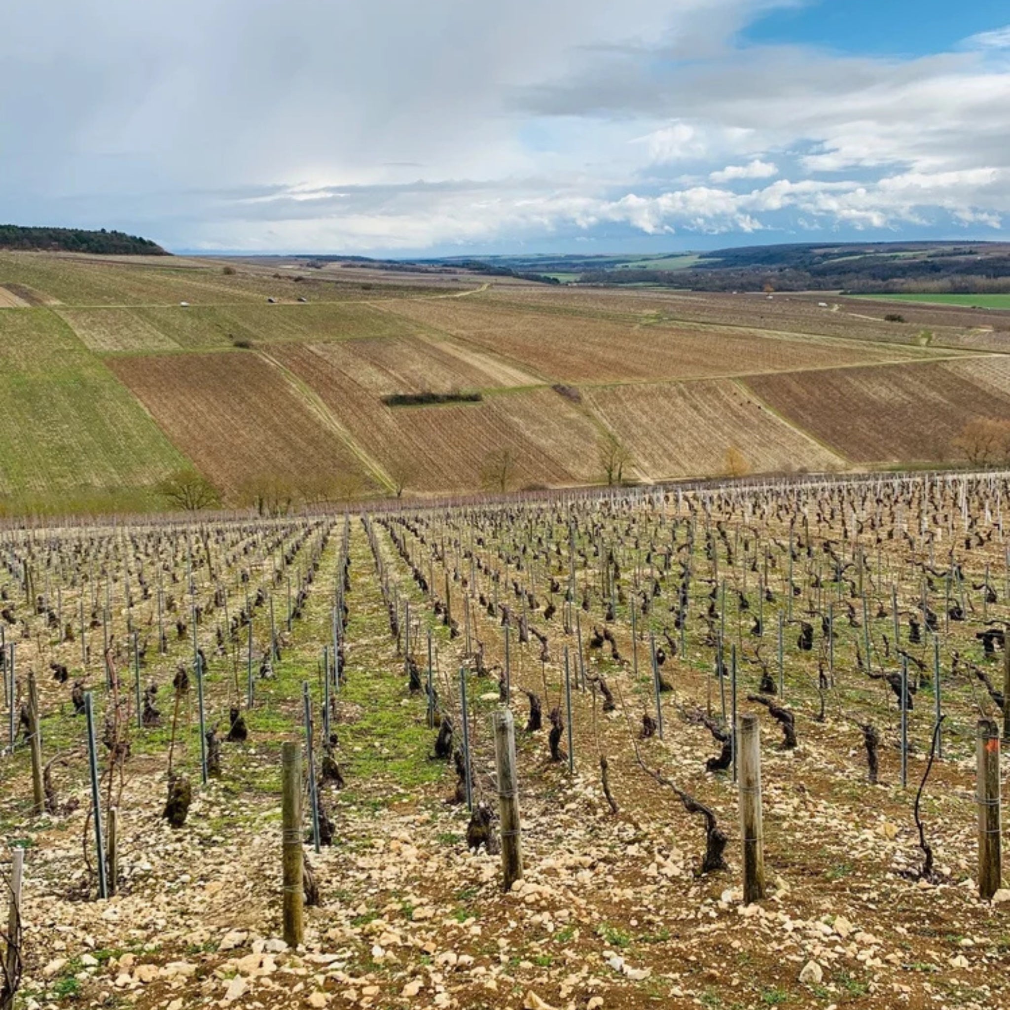 Domaine Francois Raveneau Foret Premier Cru Chablis 2023