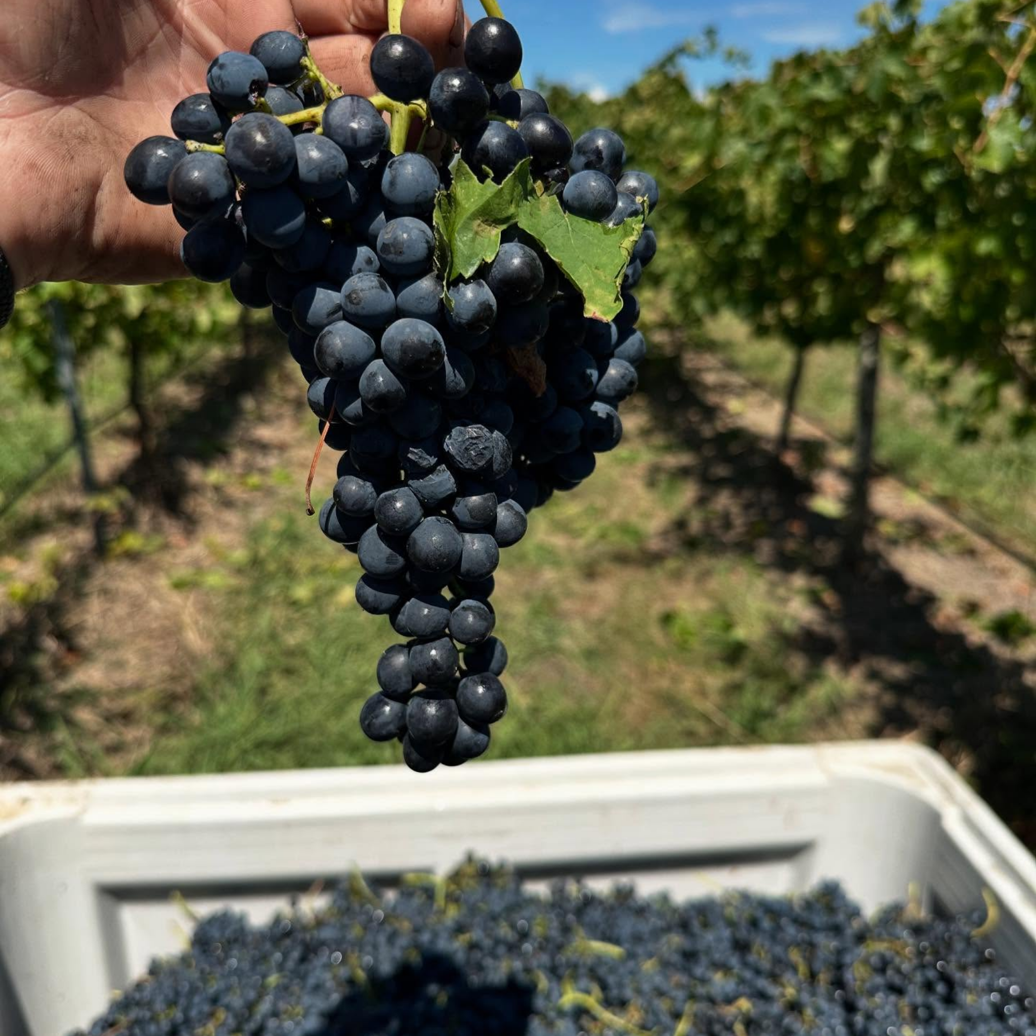 Ravensworth Estate Shiraz Viognier 2023