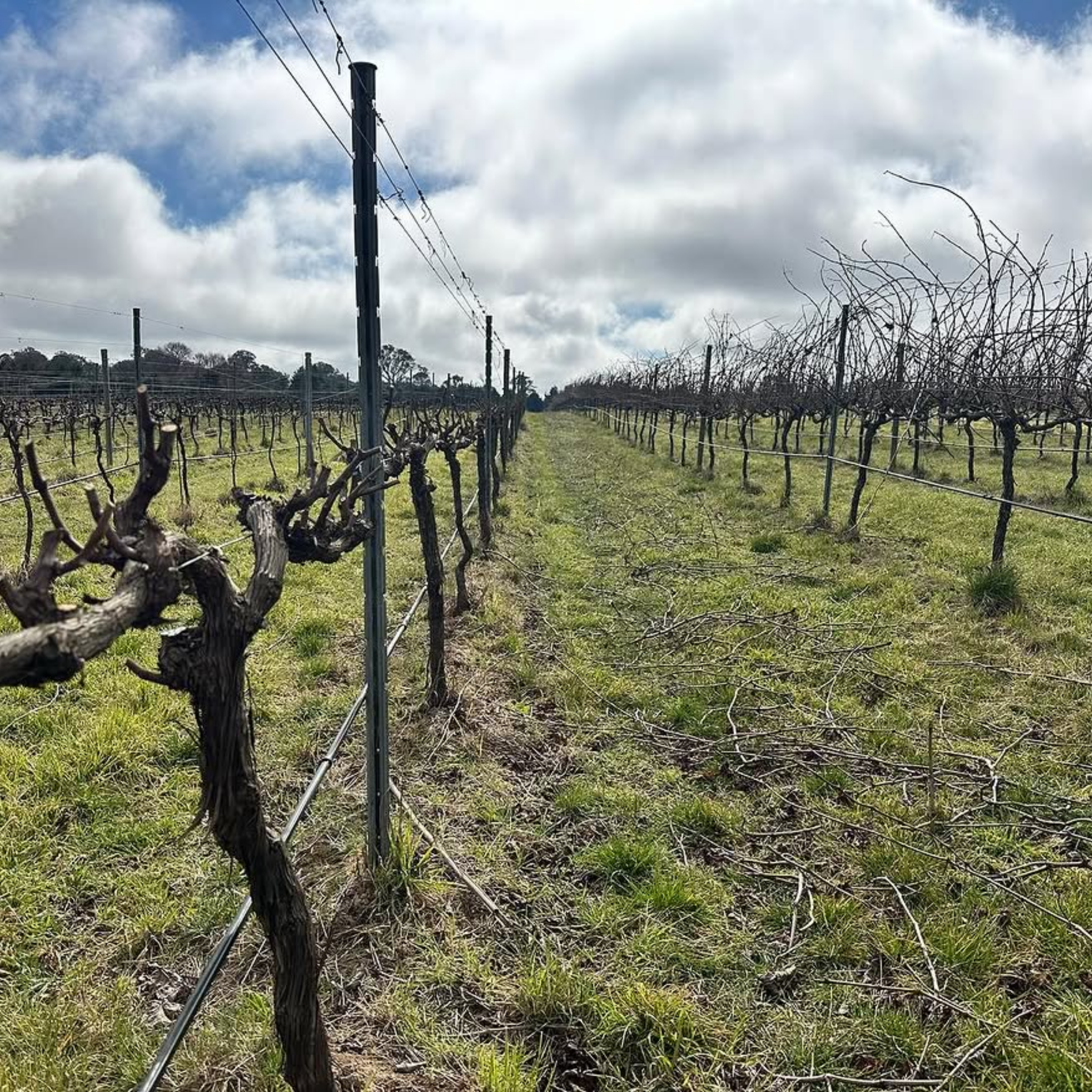 Ravensworth Estate Shiraz Viognier 2023