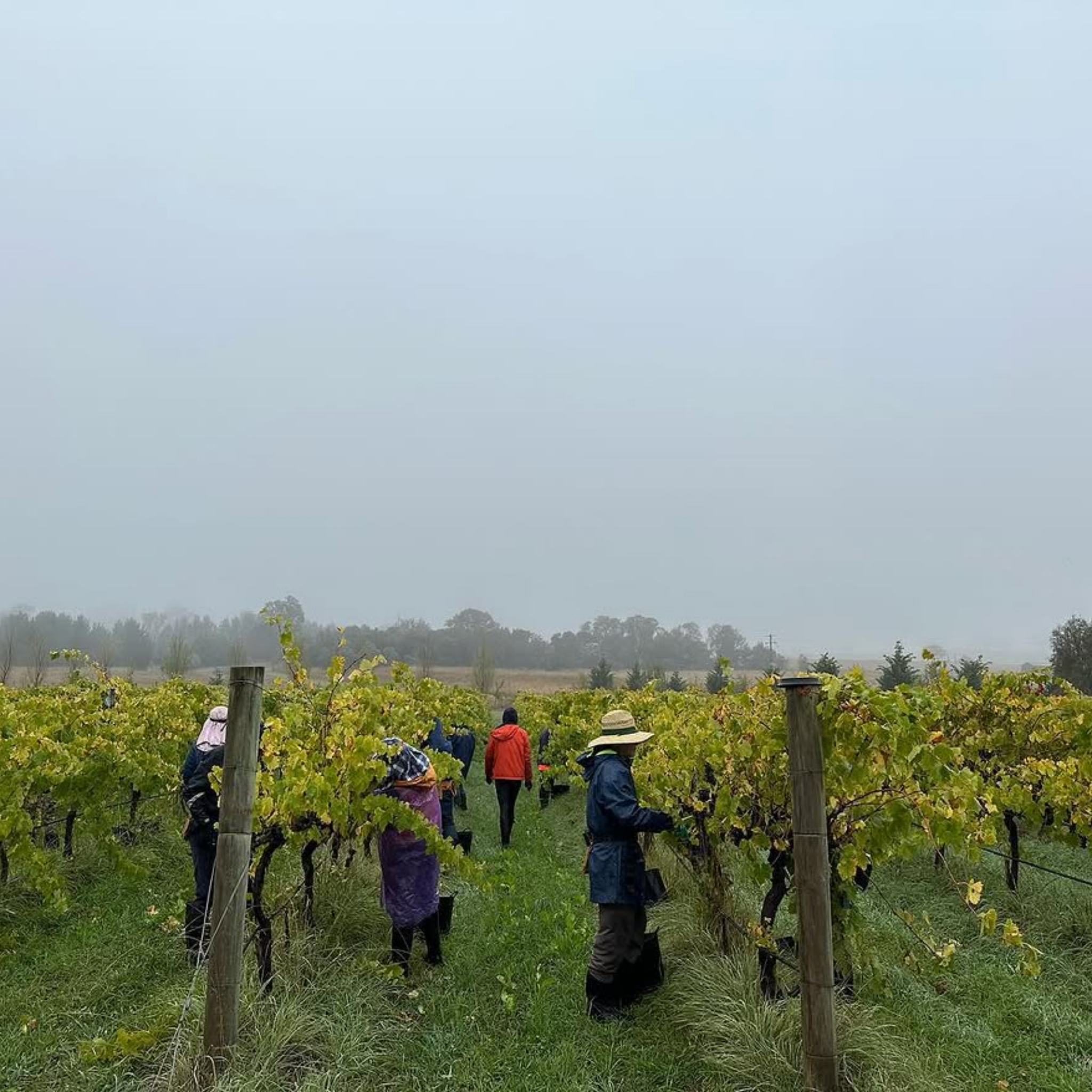 Ravensworth Estate Shiraz Viognier 2023