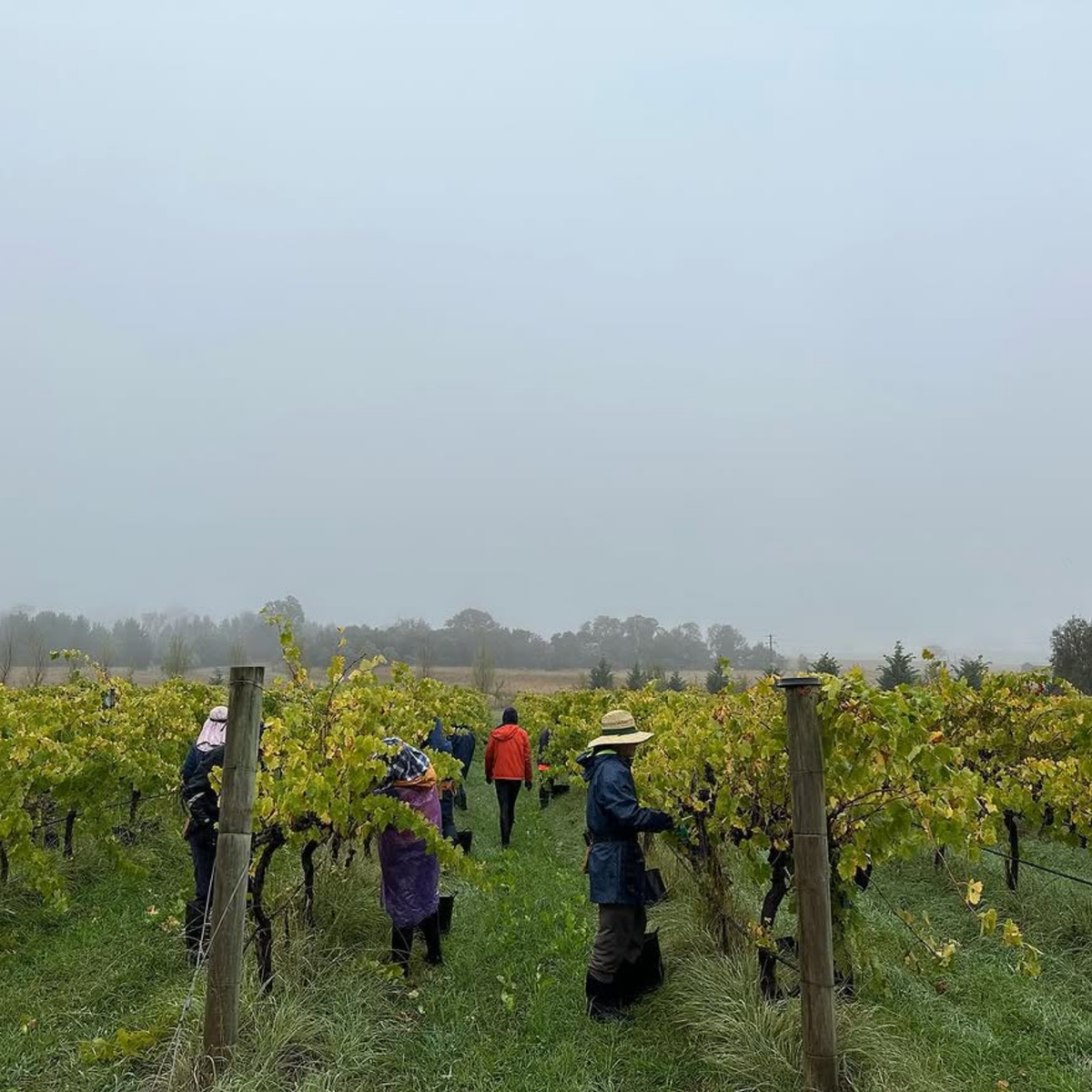 Ravensworth Estate Shiraz Viognier 2023