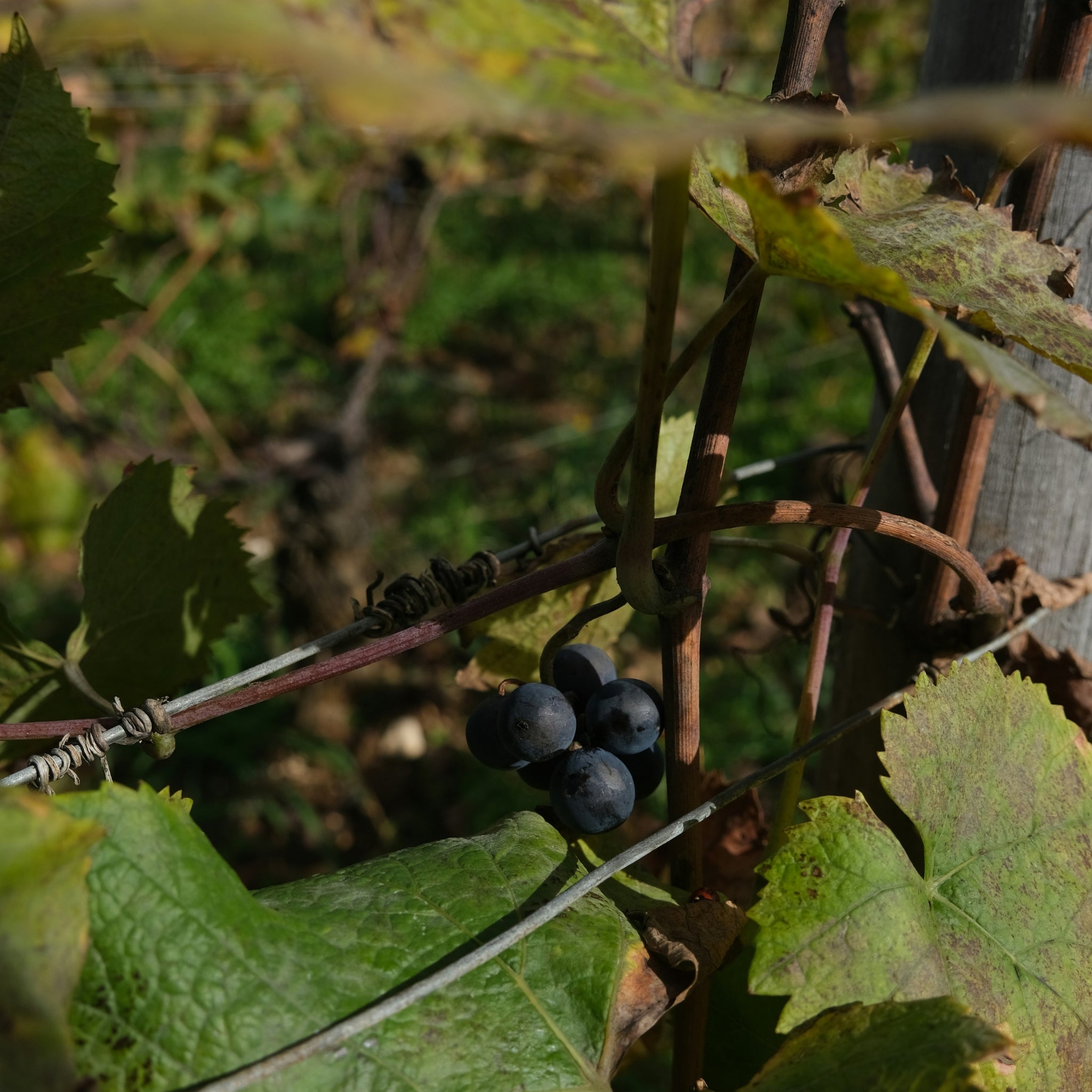 Domaine Michel Gros Bourgogne Hautes Cotes De Nuits 2023
