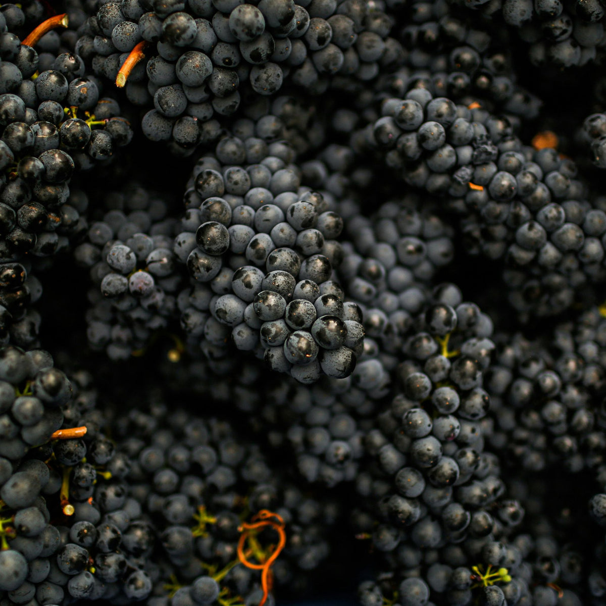 Fat Bastard Shiraz 2025