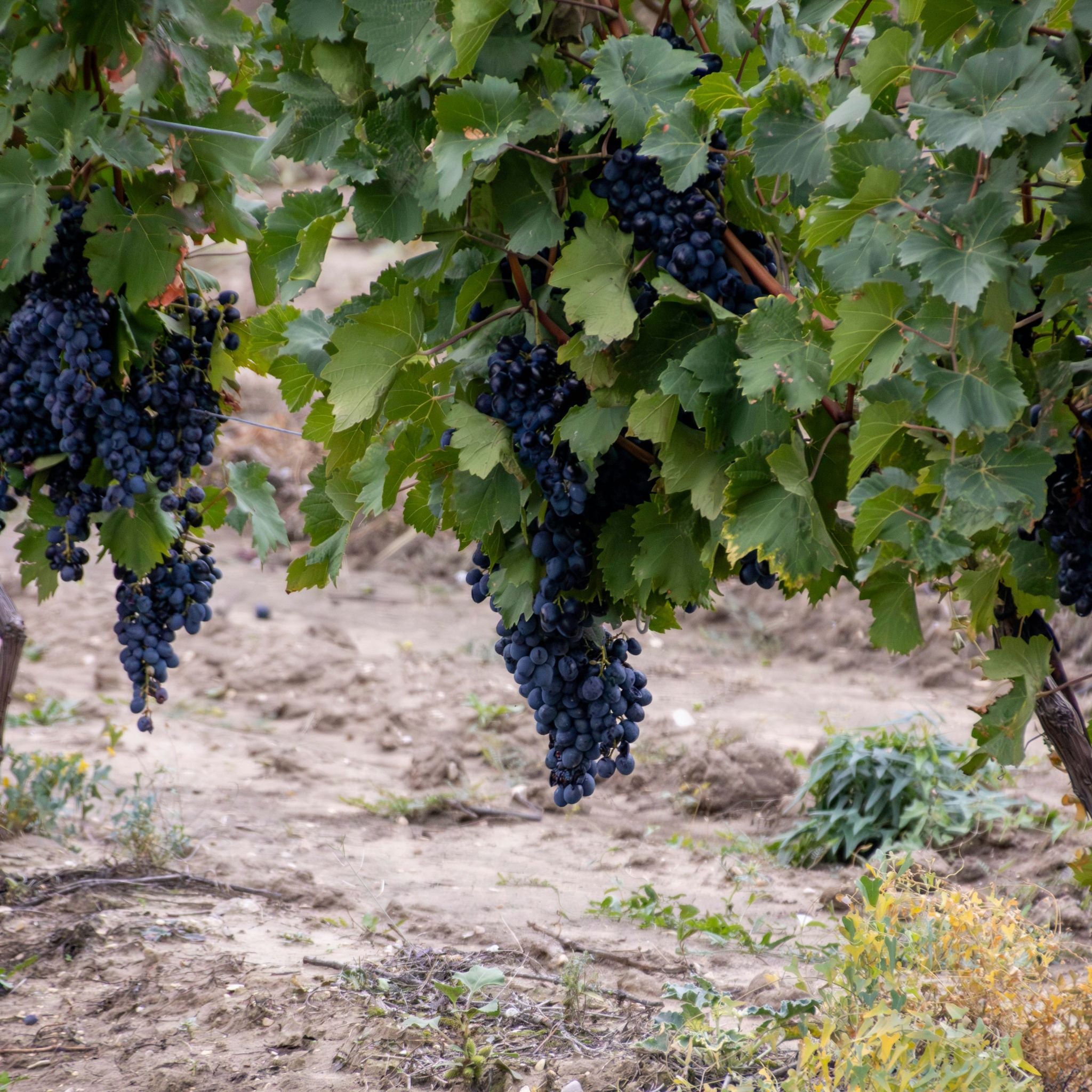 Domaine Dujac Clos Saint Denis Grand Cru 2023