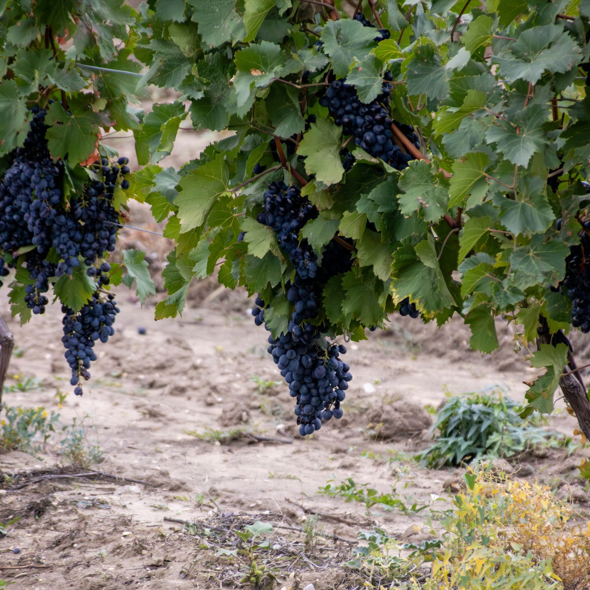 Domaine Daniel Bouland Côte de Brouilly Cuvée Mélanie 2024