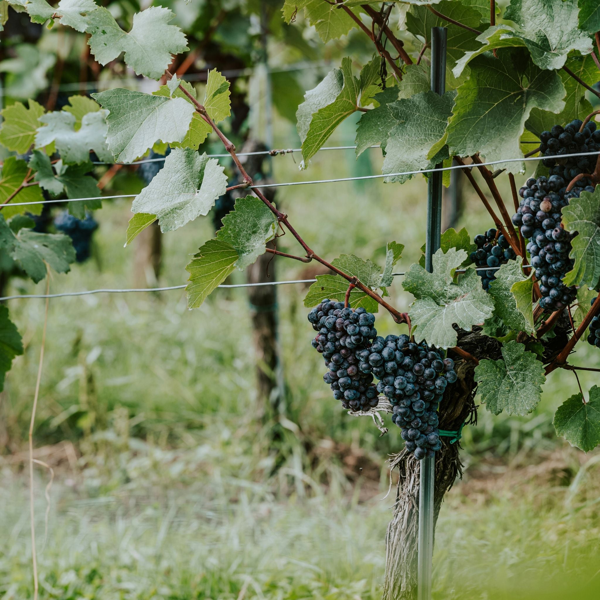Domaine Dujac Clos de la Roche Grand Cru 2023