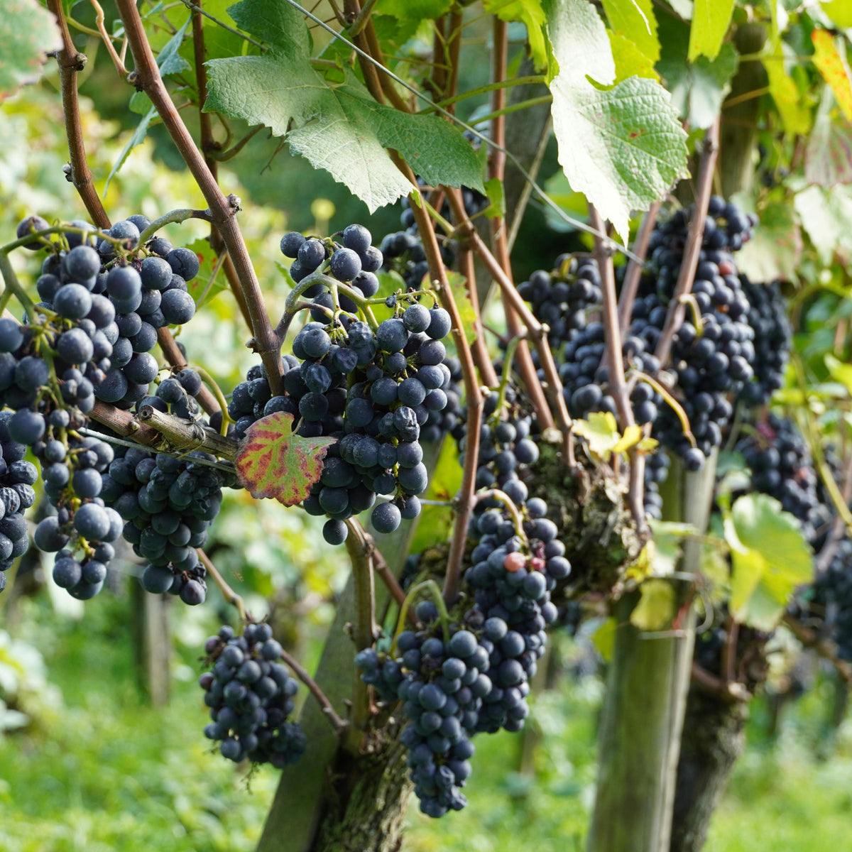 Domaine Dujac Morey Saint Denis 2023