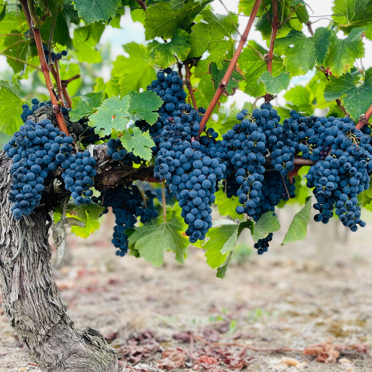 Domaine Daniel Bouland Morgon Délys Vignes de 1926 2024