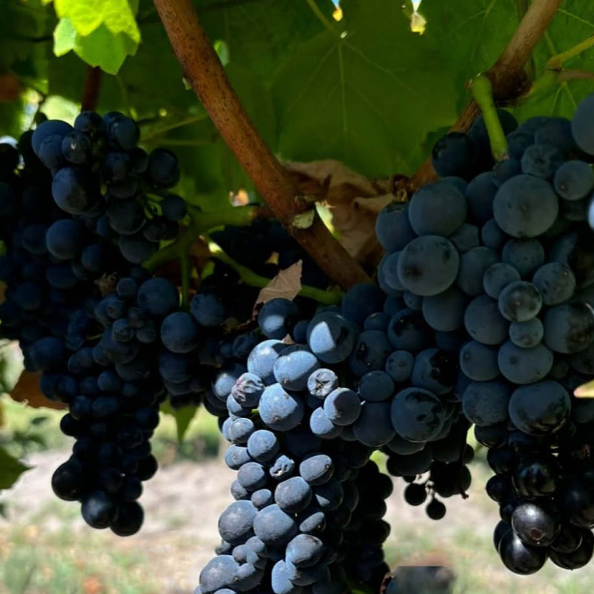 Red Claw Pinot Noir 2025