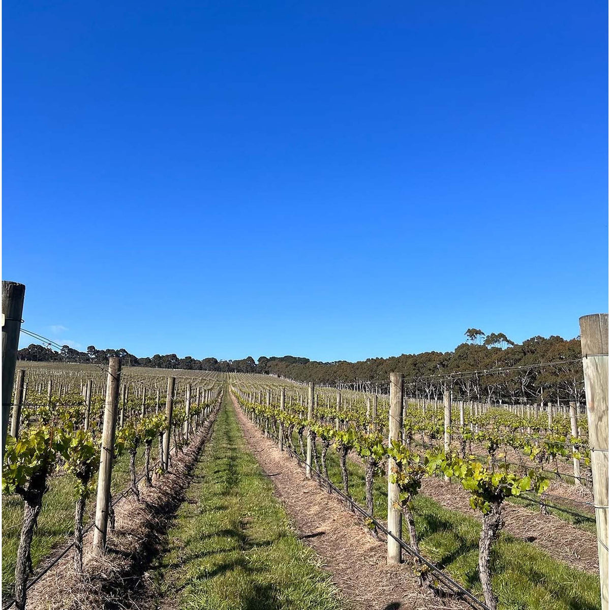 Red Claw Pinot Noir 2025