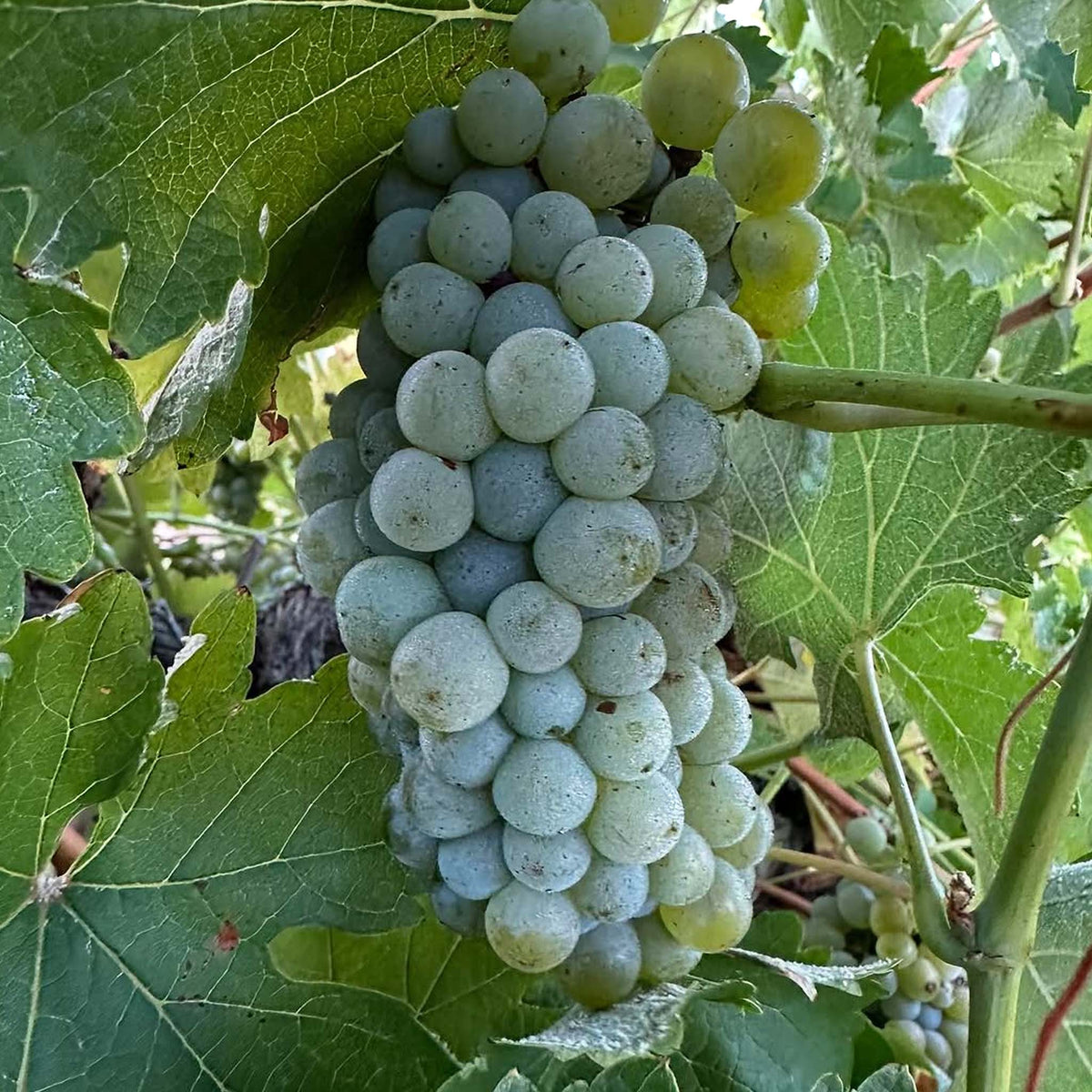 Rieslingfreak No.12 Flaxman Valley Riesling 2025