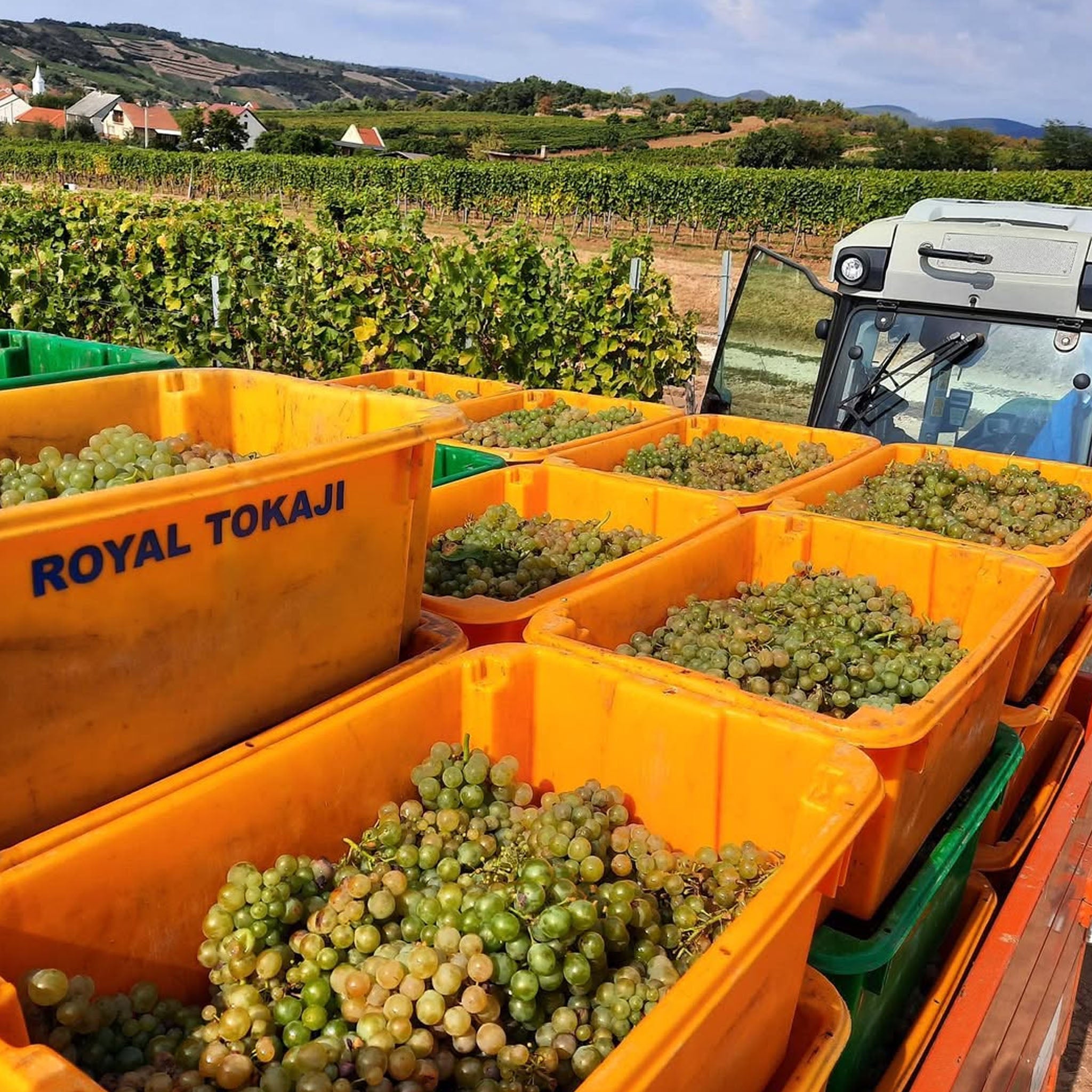 Royal Tokaji Late Harvest Tokaj 2019 500ml