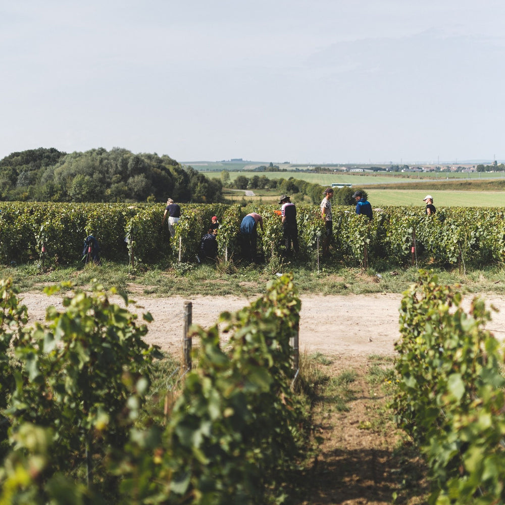 Ruinart R de Ruinart Brut NV - Kent Street Cellars