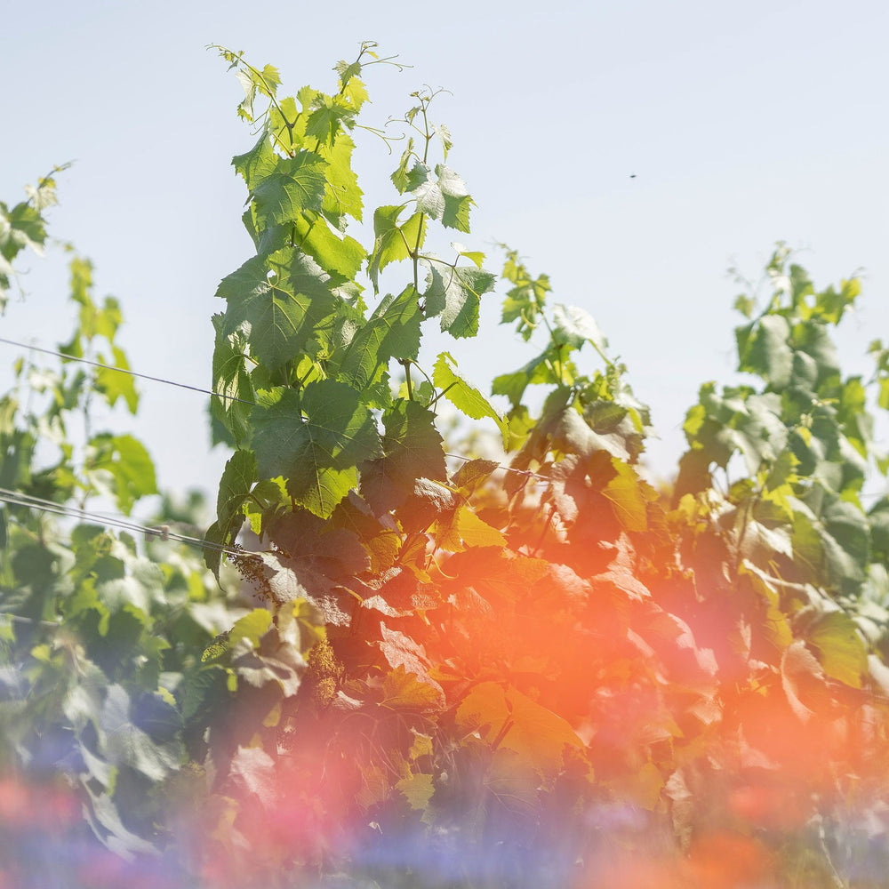 Ruinart Blanc de Blancs NV (6 Bottles)