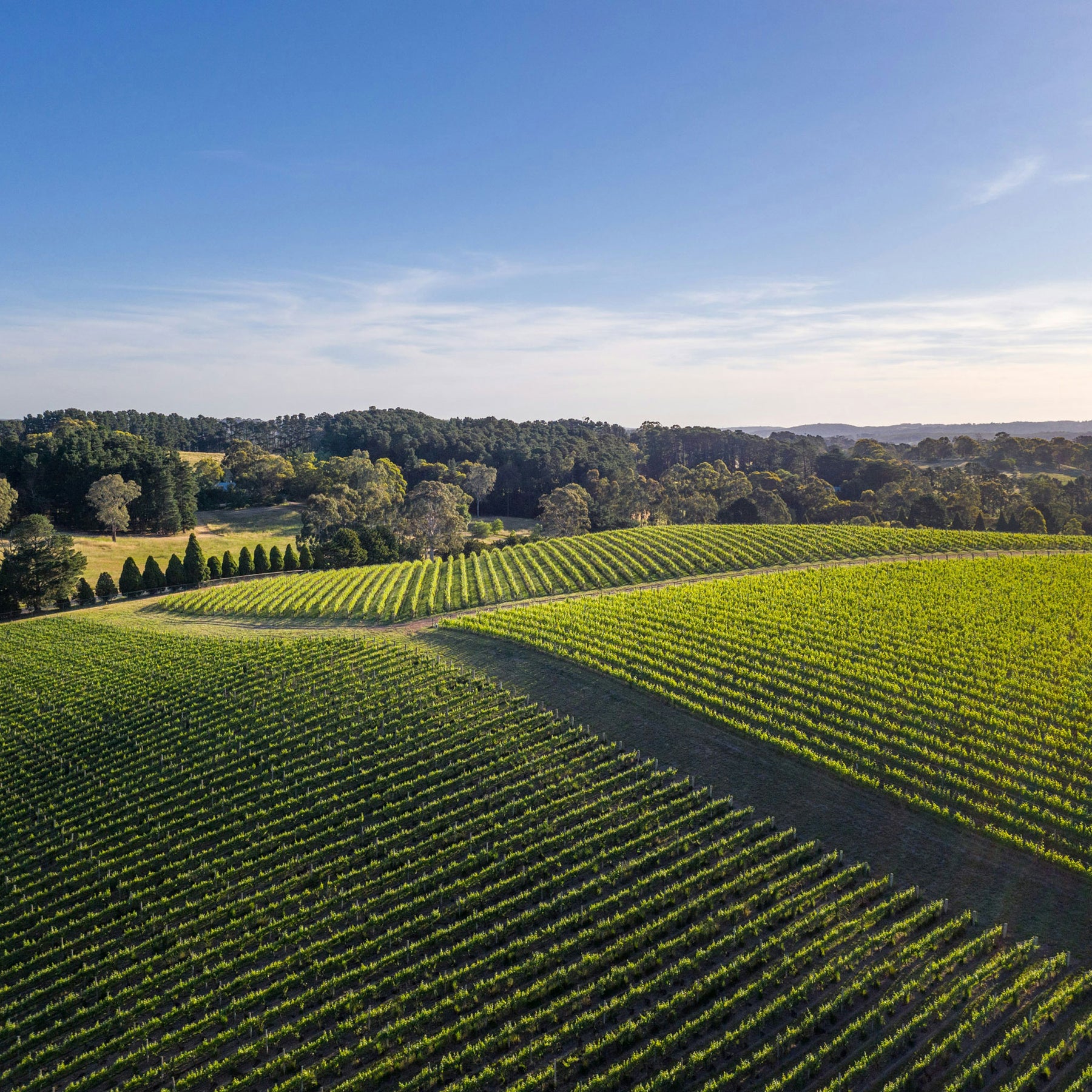 Shaw + Smith Balhannah Vineyard Shiraz 2022