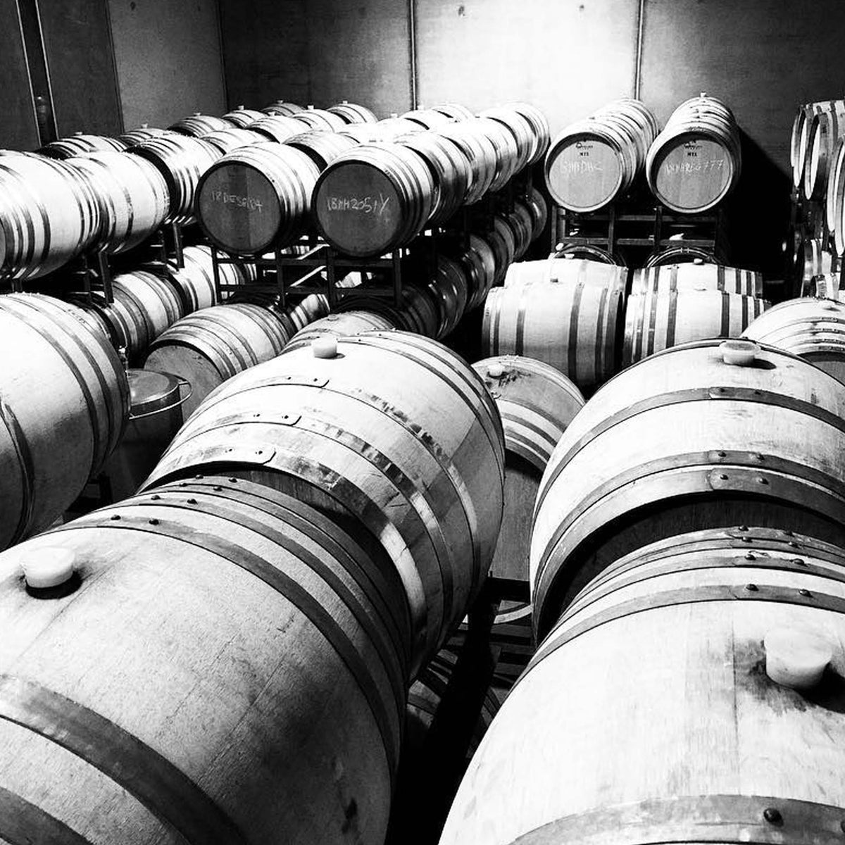 Sailor Seeks Horse Huldufolk Pinot Noir 2024