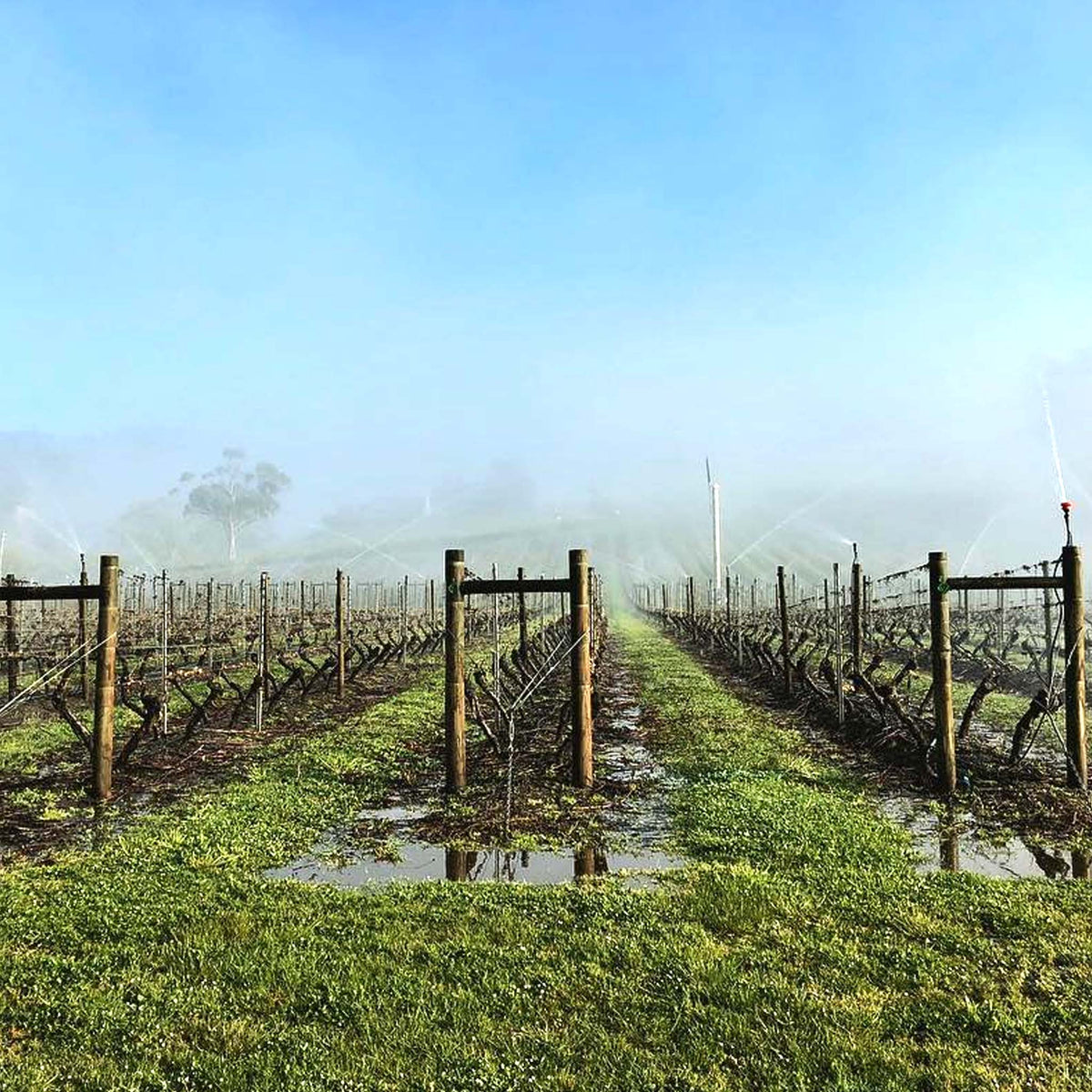 Sailor Seeks Horse Huldufolk Pinot Noir 2024