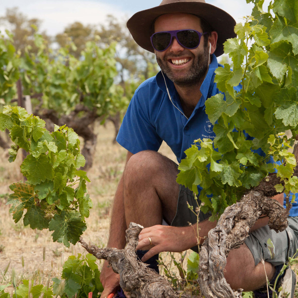 Sami-Odi Hoffmann Little Wine 15 Syrah NV