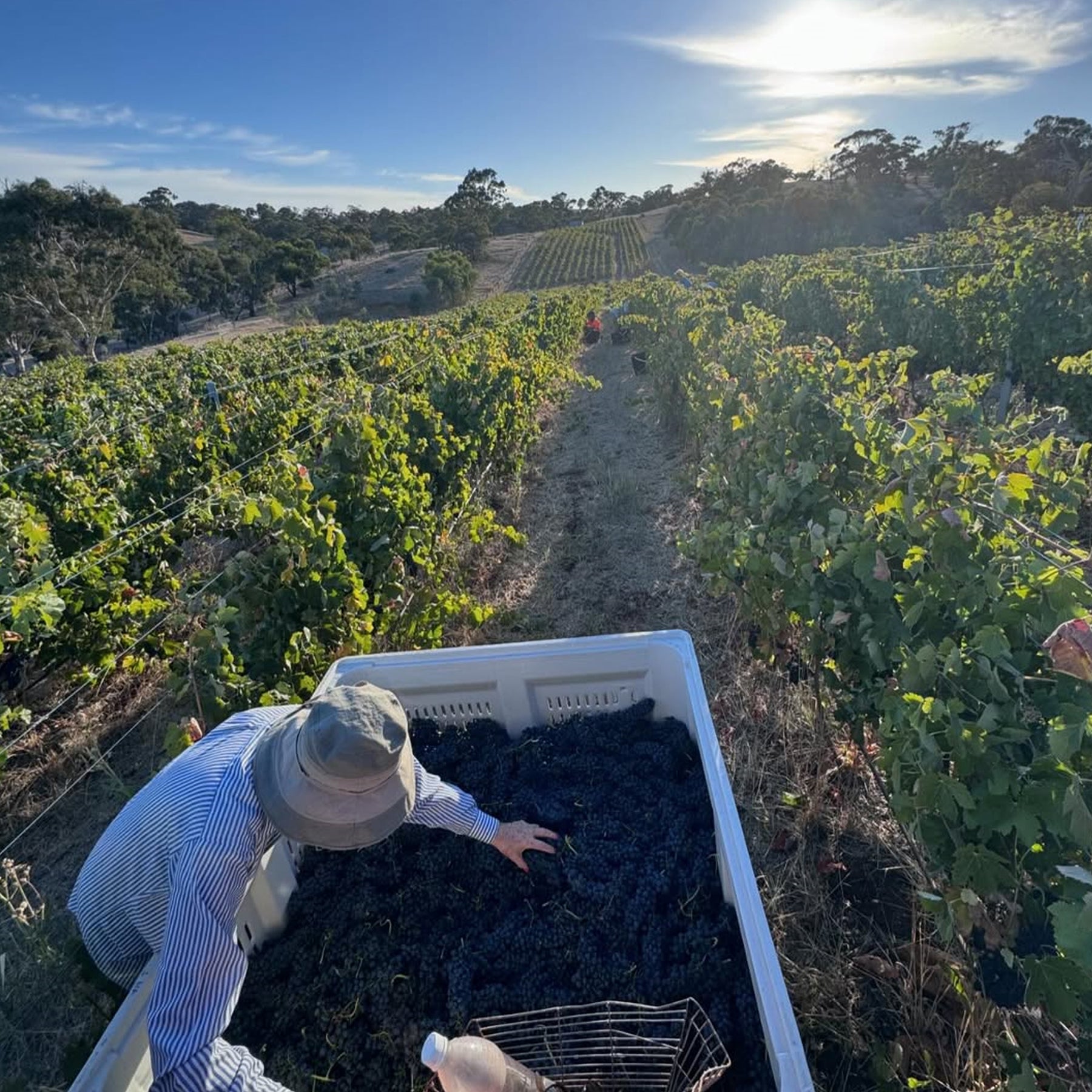 Sami-Odi Hoffmann Little Wine 15 Syrah NV