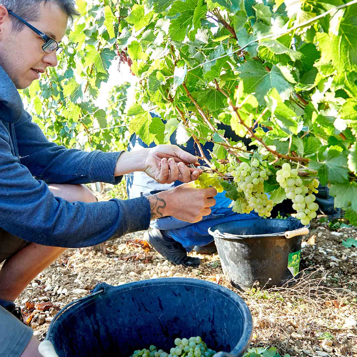 Domaine Samuel Billaud Chablis Grand Cru Bougros 2023