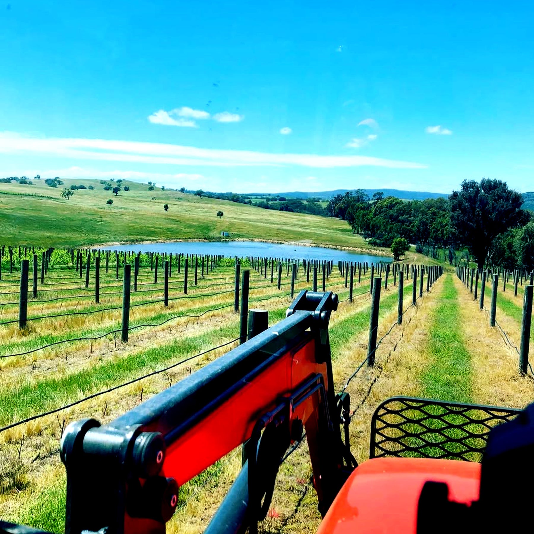 Savaterre Chardonnay 2024