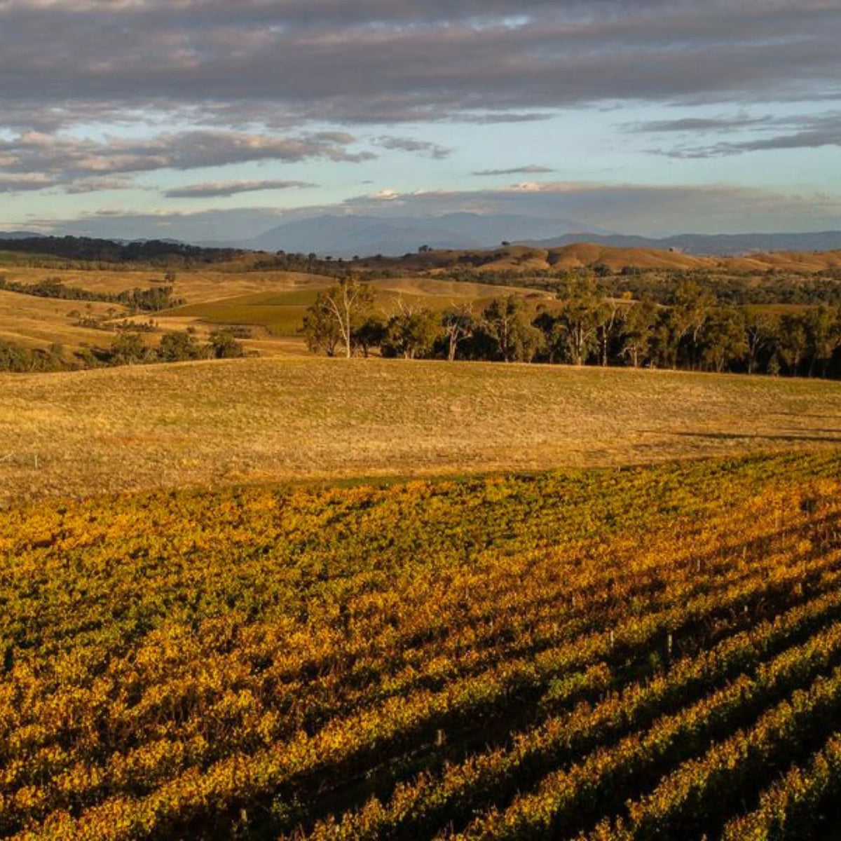 Savaterre Pinot Noir 2024