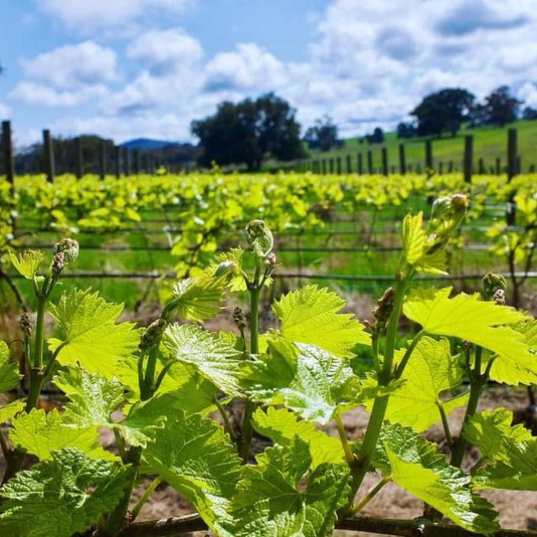 Savaterre Chardonnay 2024