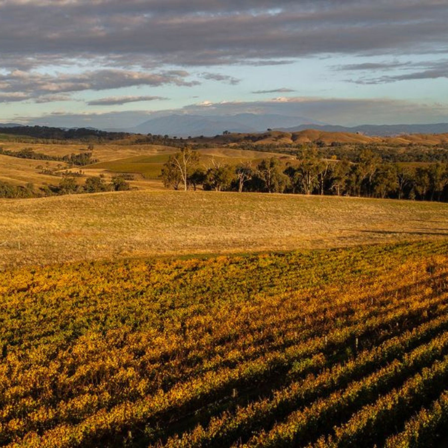 Savaterre Chardonnay 2024