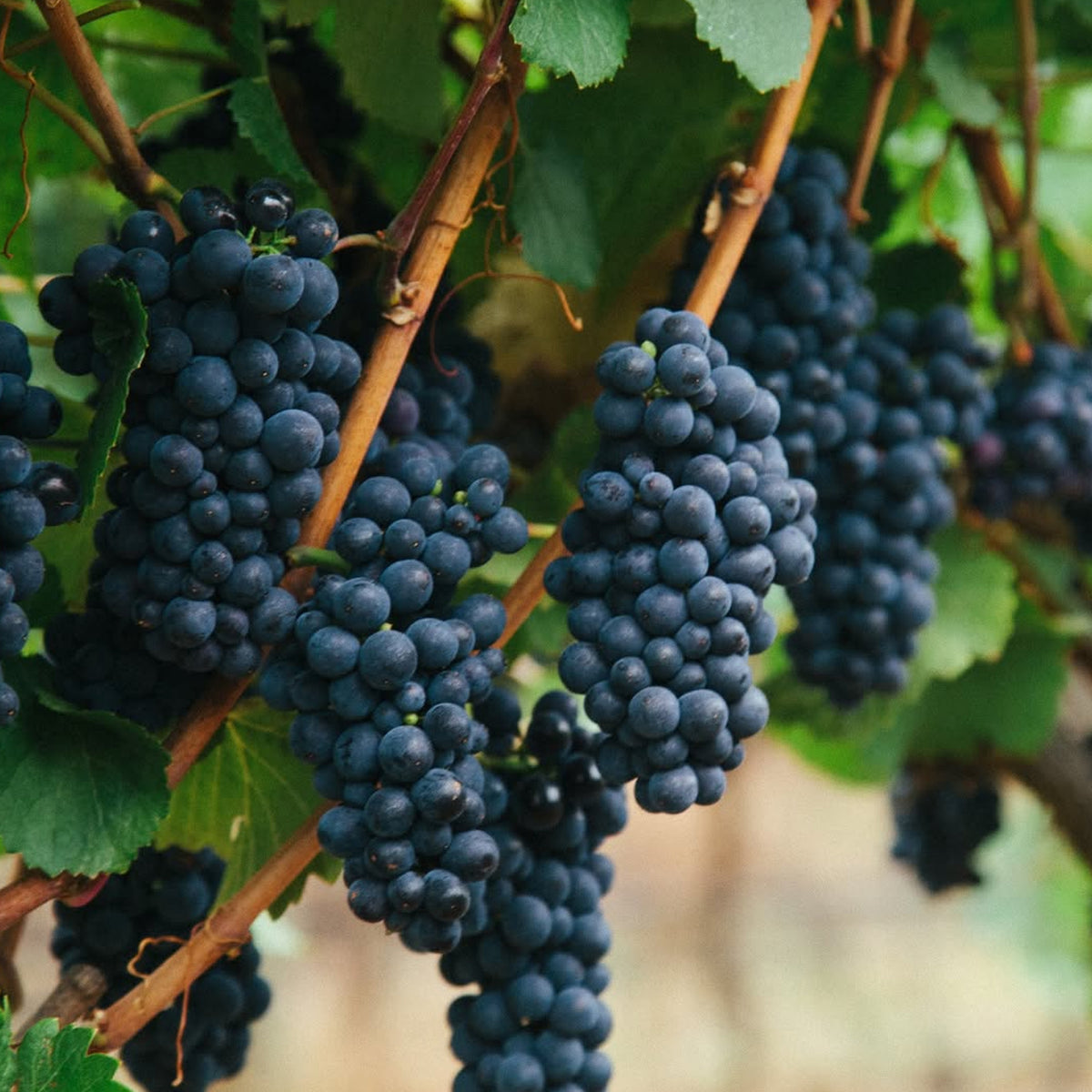 Shadowfax Macedon Ranges Pinot Noir 2023