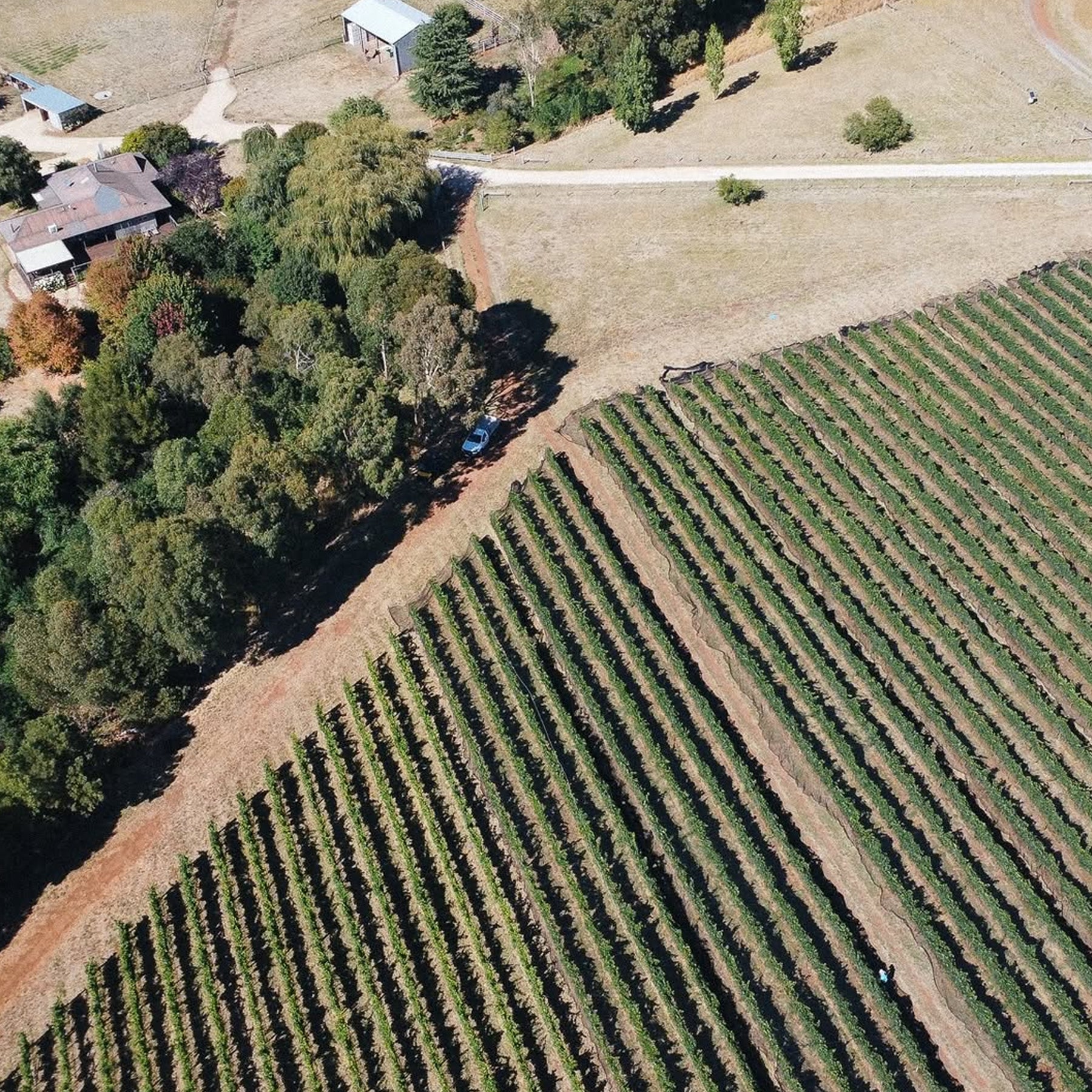 Shadowfax Macedon Pinot Gris 2025