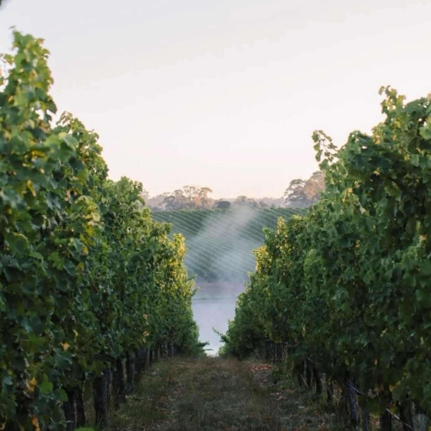 Shaw + Smith Shiraz 2023