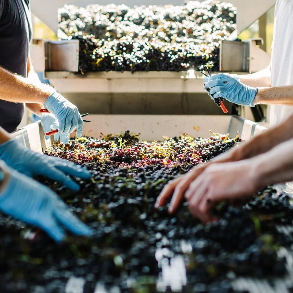 Shaw + Smith Shiraz 2023