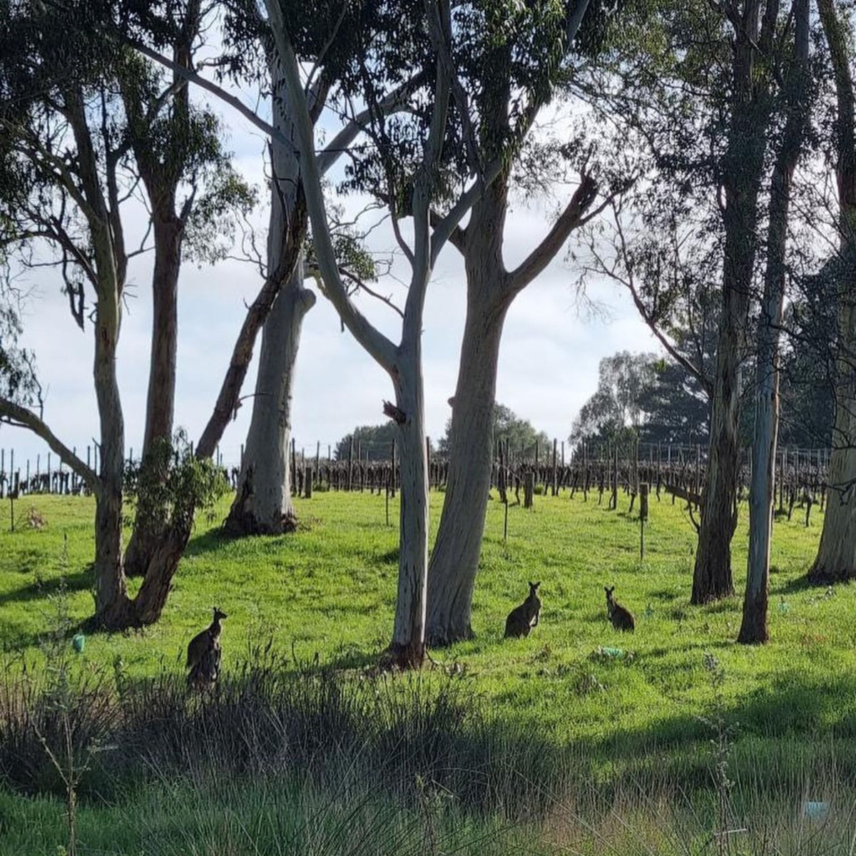 Shaw + Smith Shiraz 2023