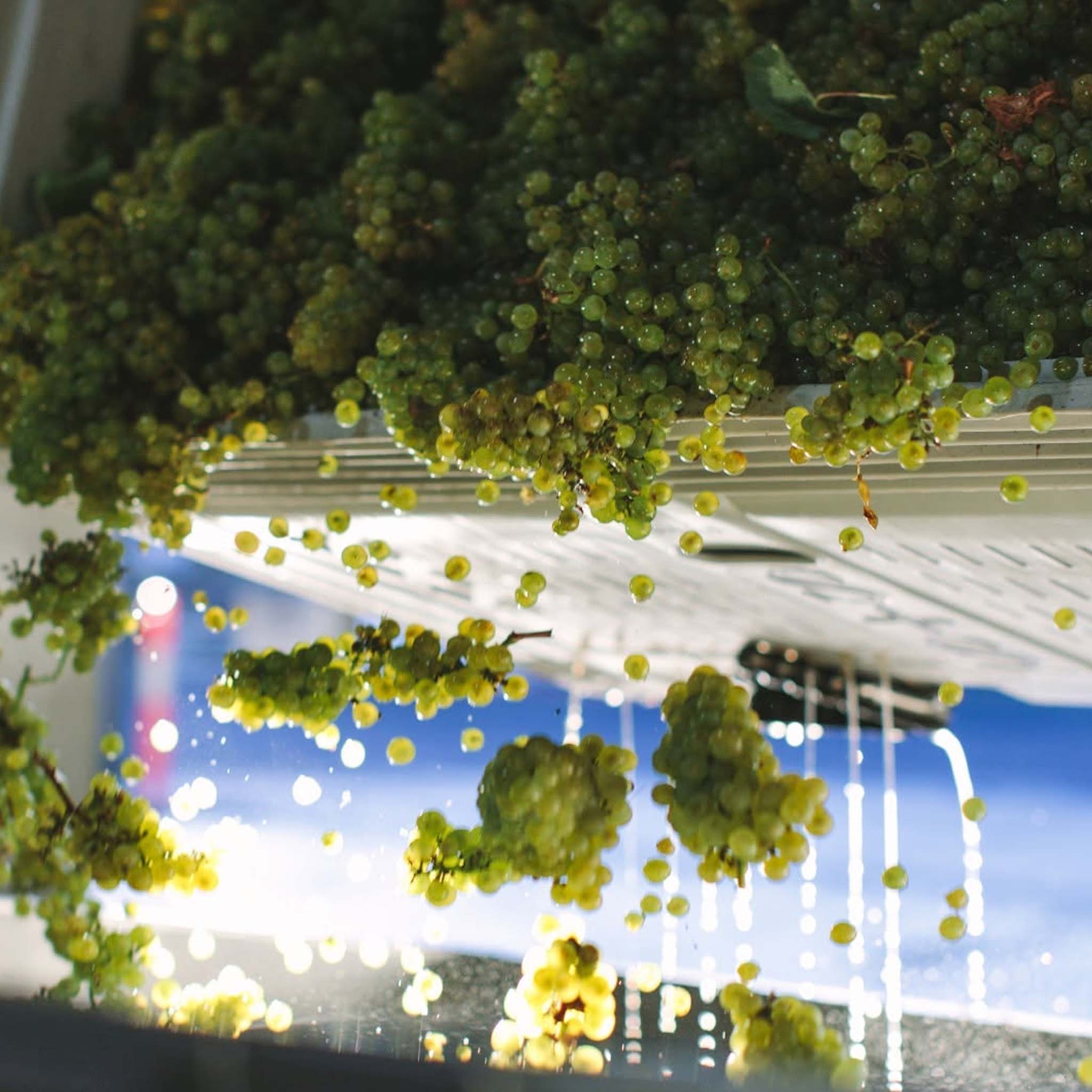 Shaw + Smith M3 Chardonnay 2025