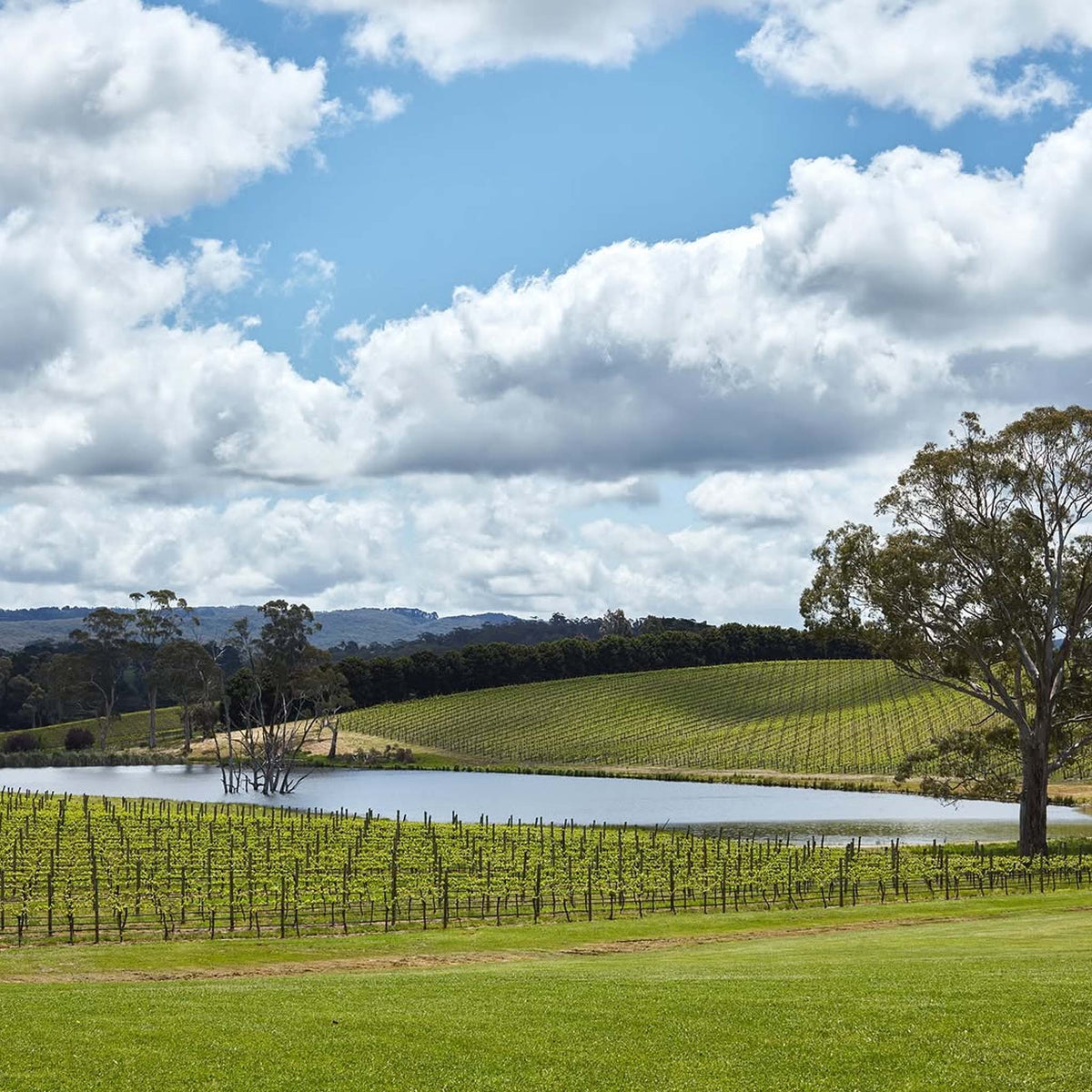 Shaw + Smith Riesling 2025