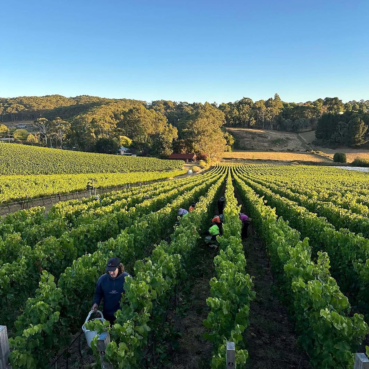 Shaw + Smith Shiraz 2023