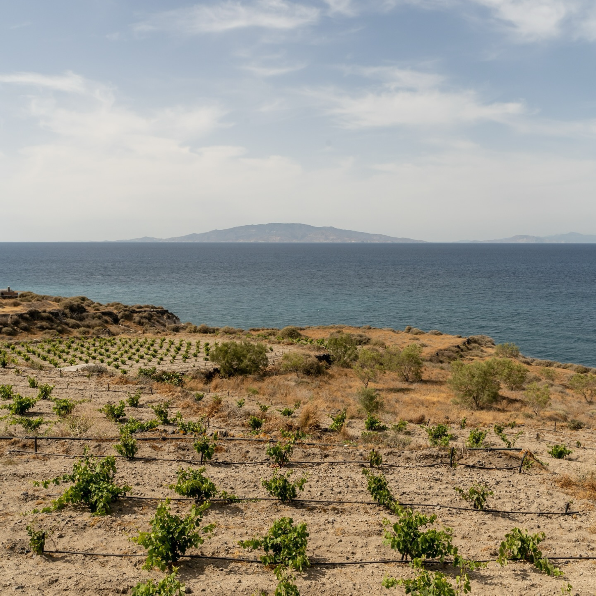 Sigalas Assyrtiko Santorini 2025